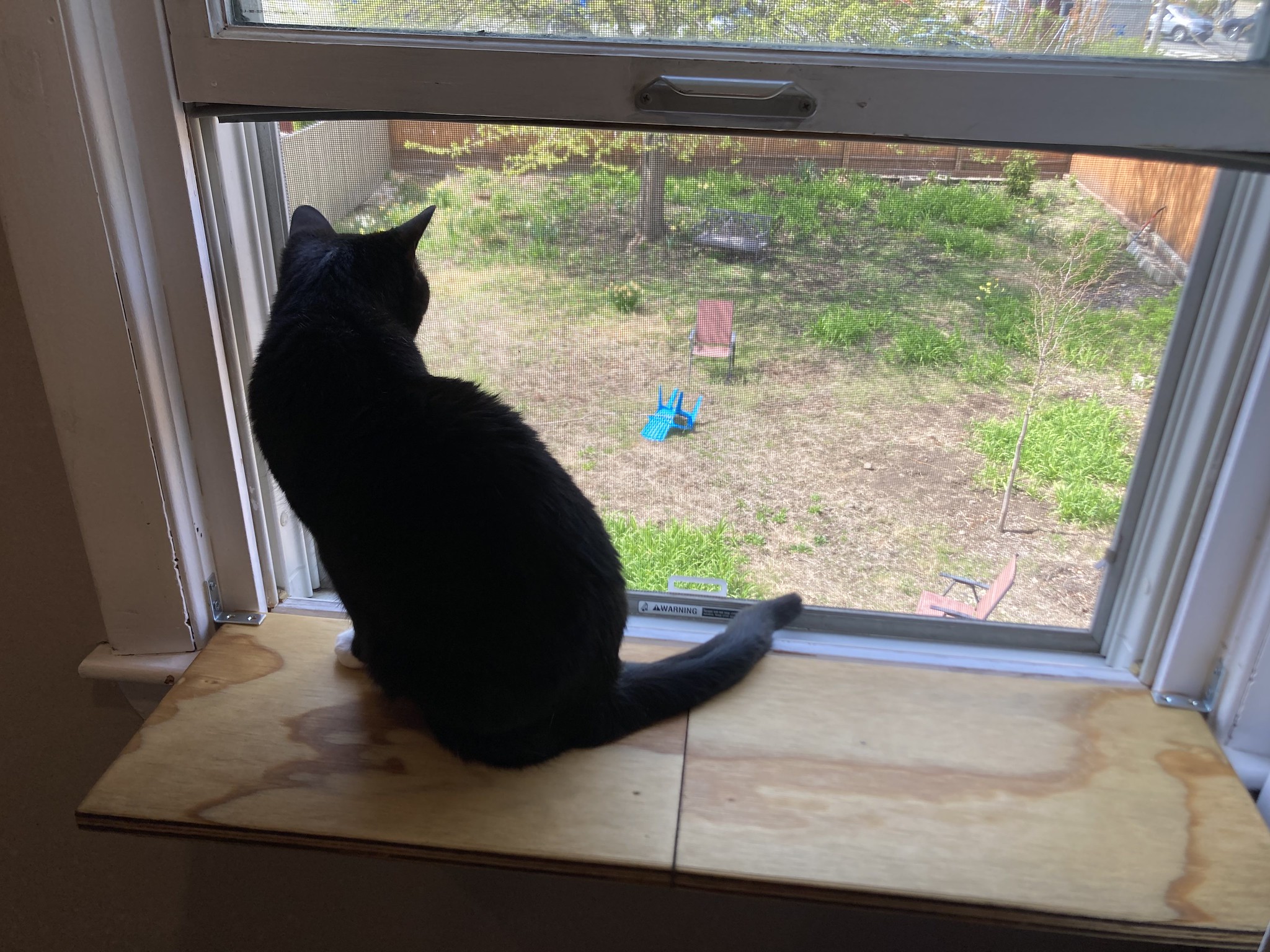Cat on shelf in front of window overlooking yard