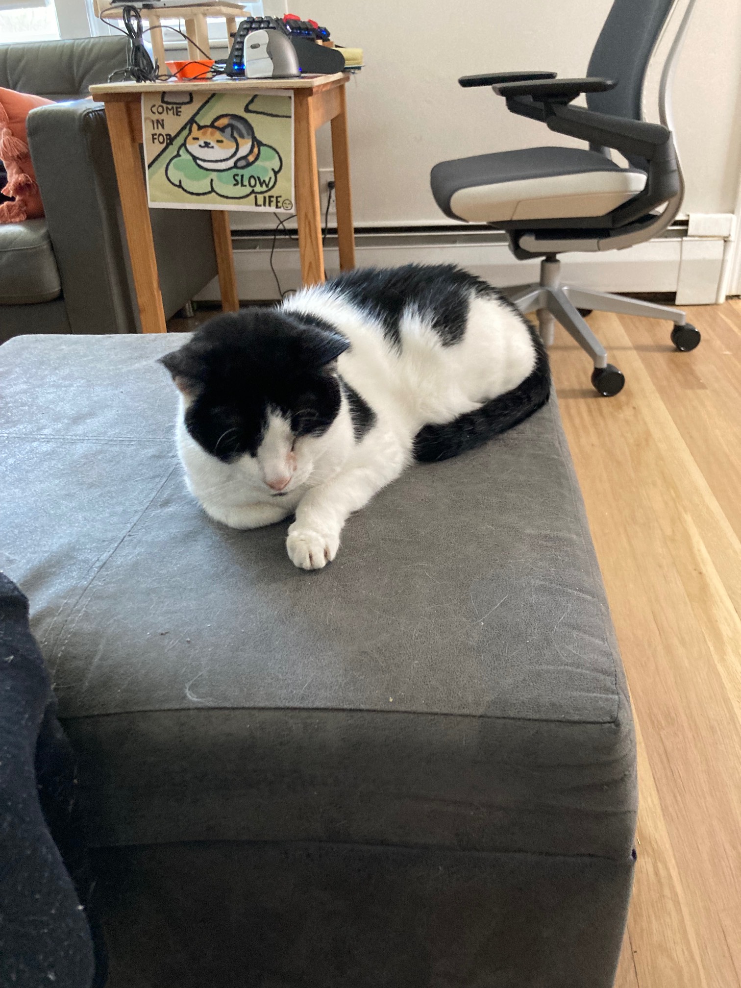 Neko Atsume style