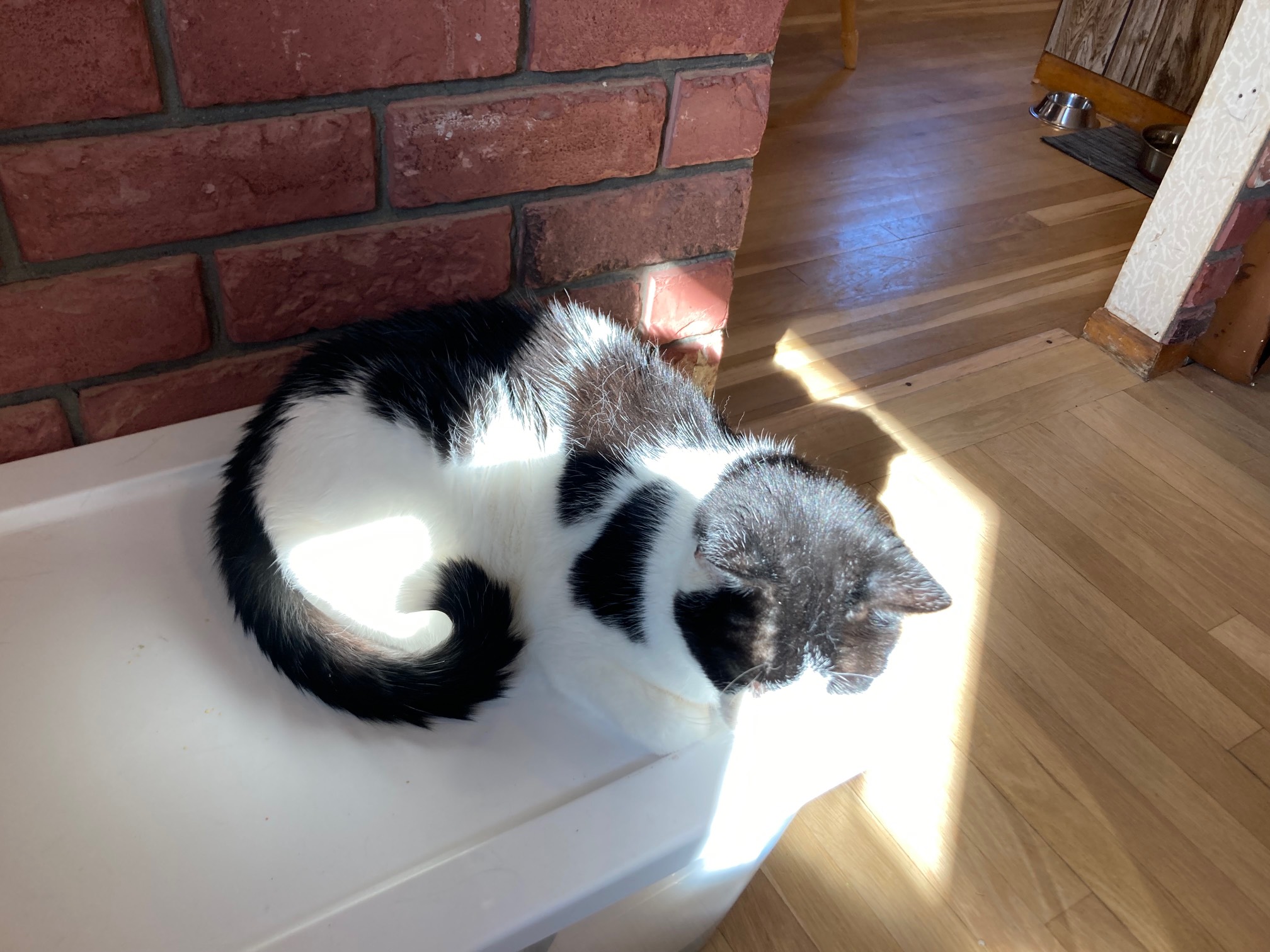 Bonus Cat with curled tail