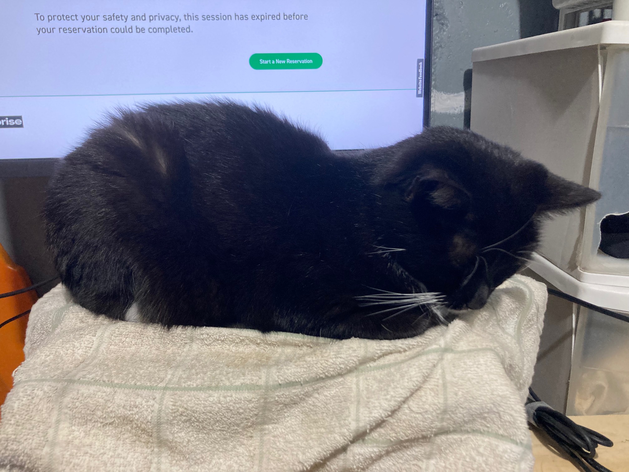 Cat sleeping in front of monitor