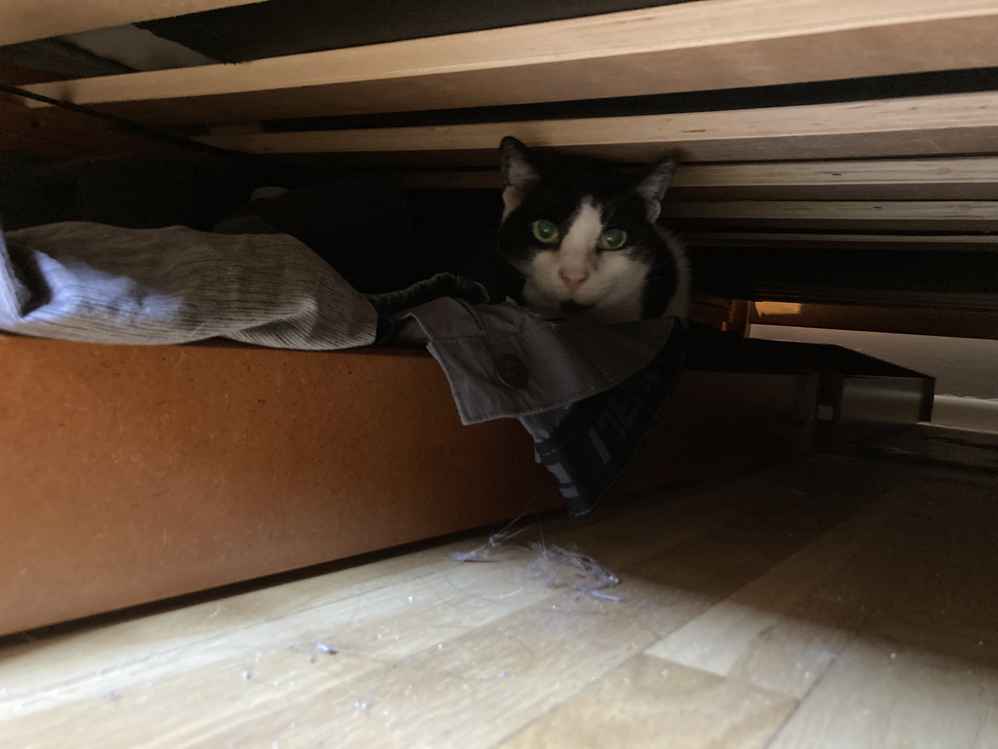 Bonus Cat in drawer under bed