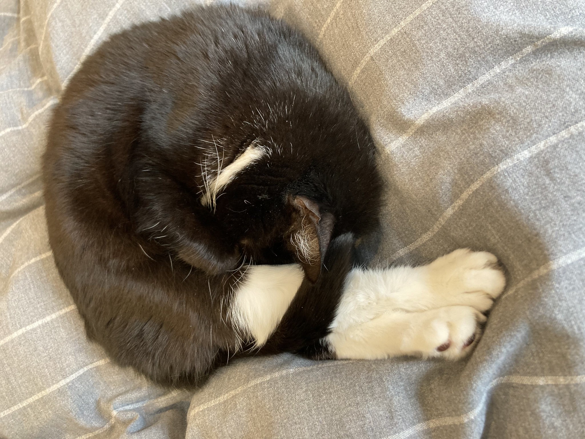 Cat curled with tail wrapped around feet