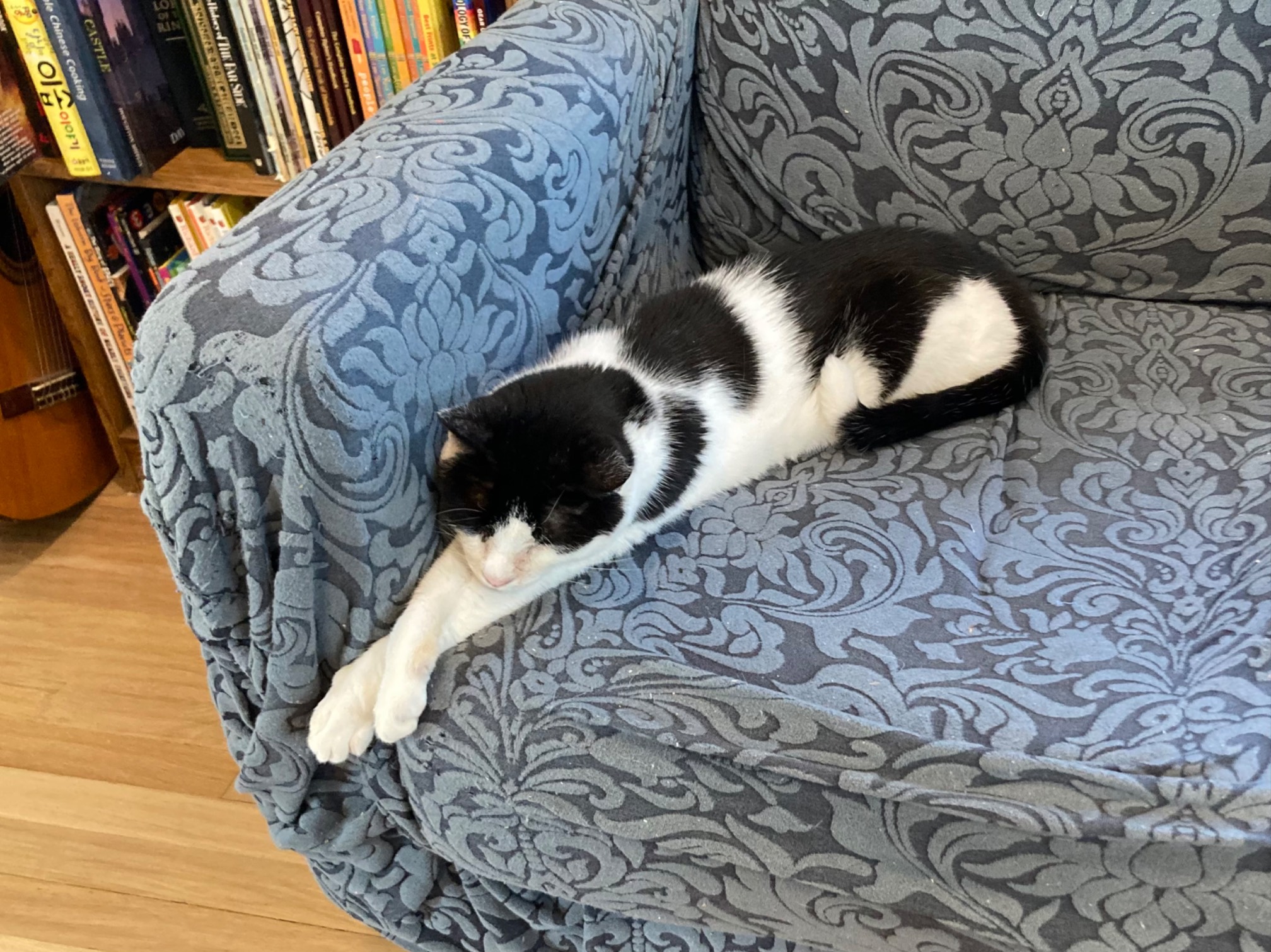 Bonus Cat stretching on chair
