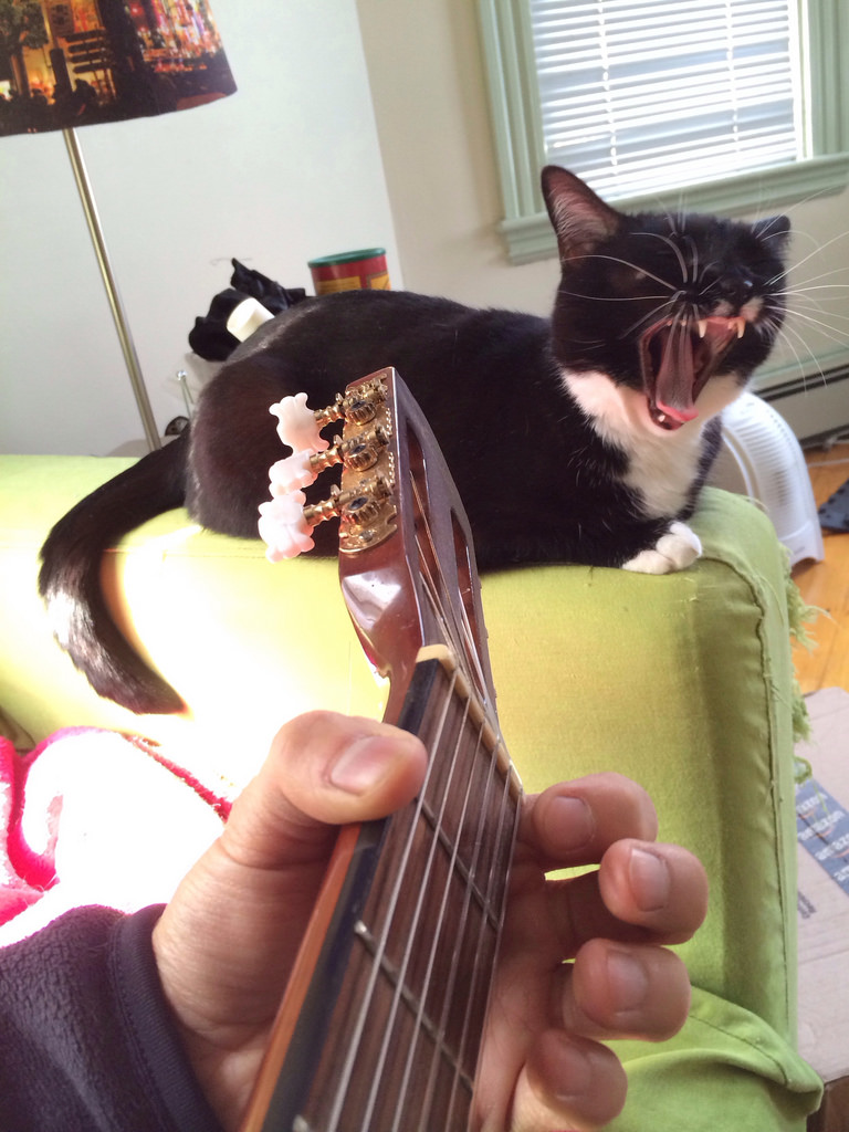 Cat yelling in front of guitar