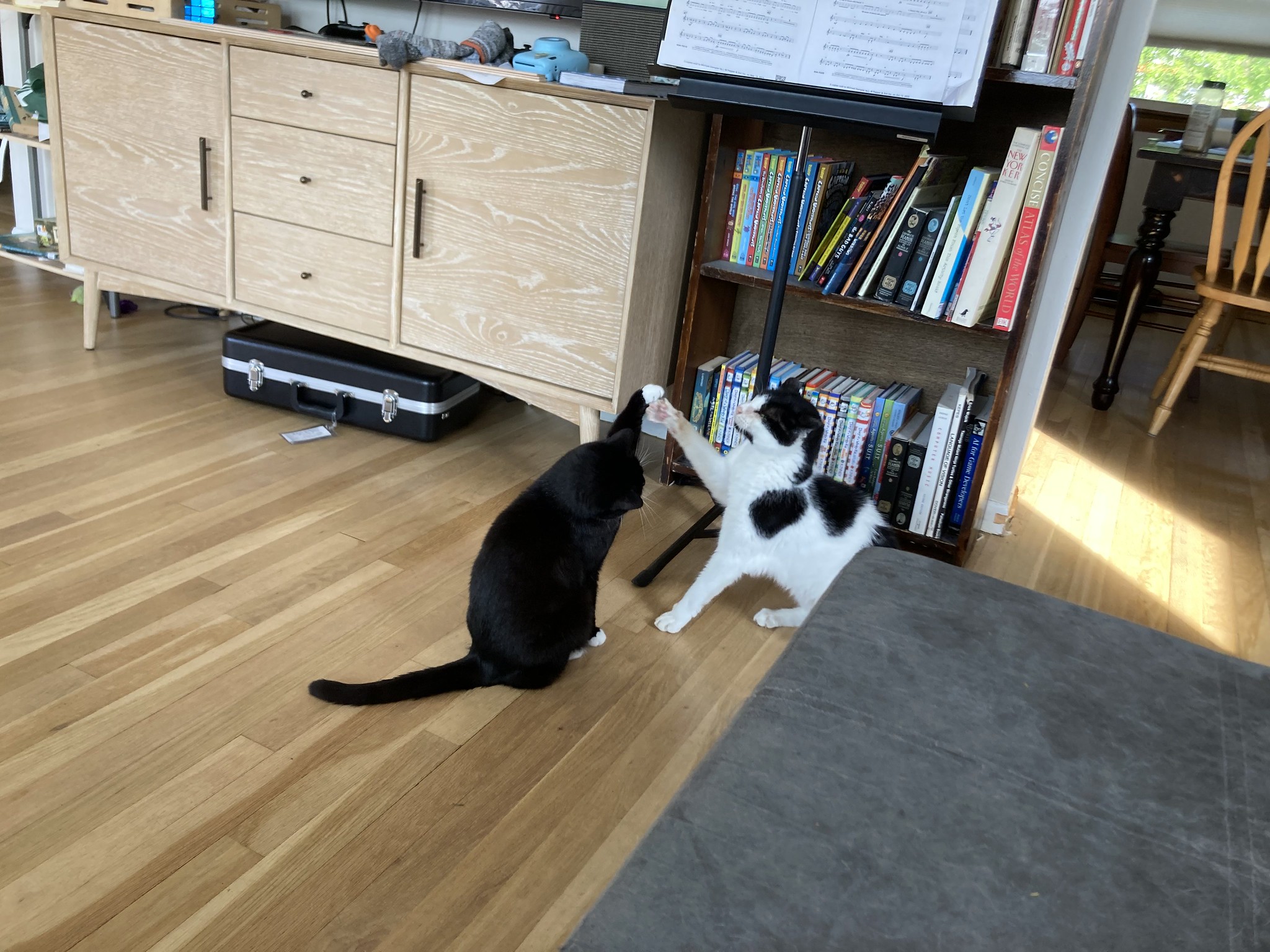 Two cat crossing paws