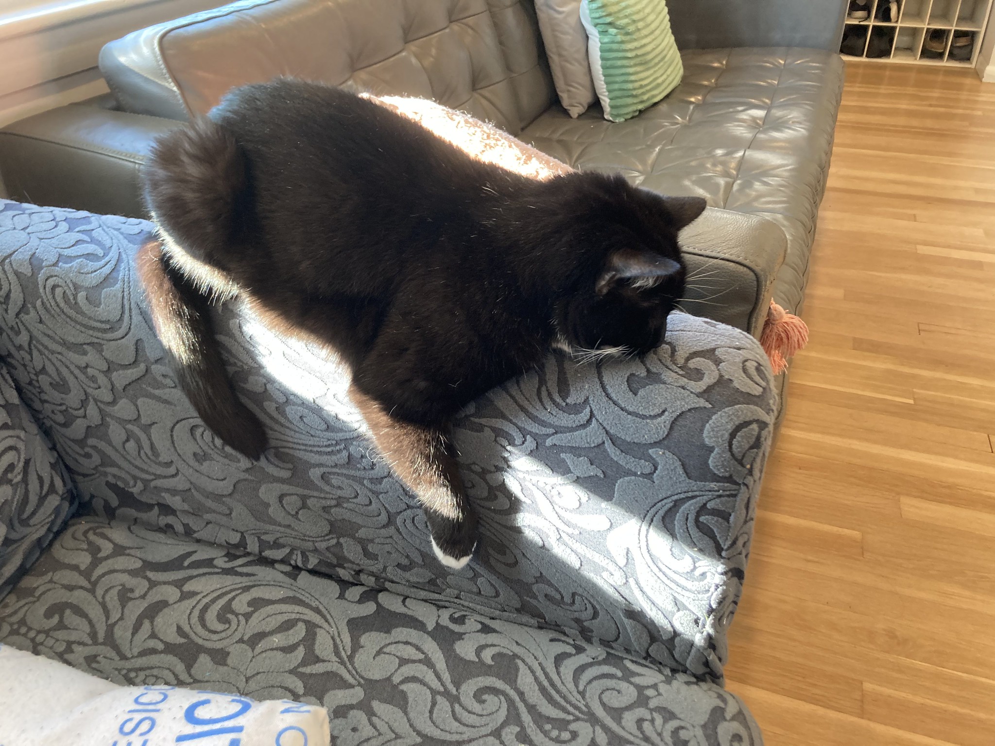 Cat hanging on armchair arm