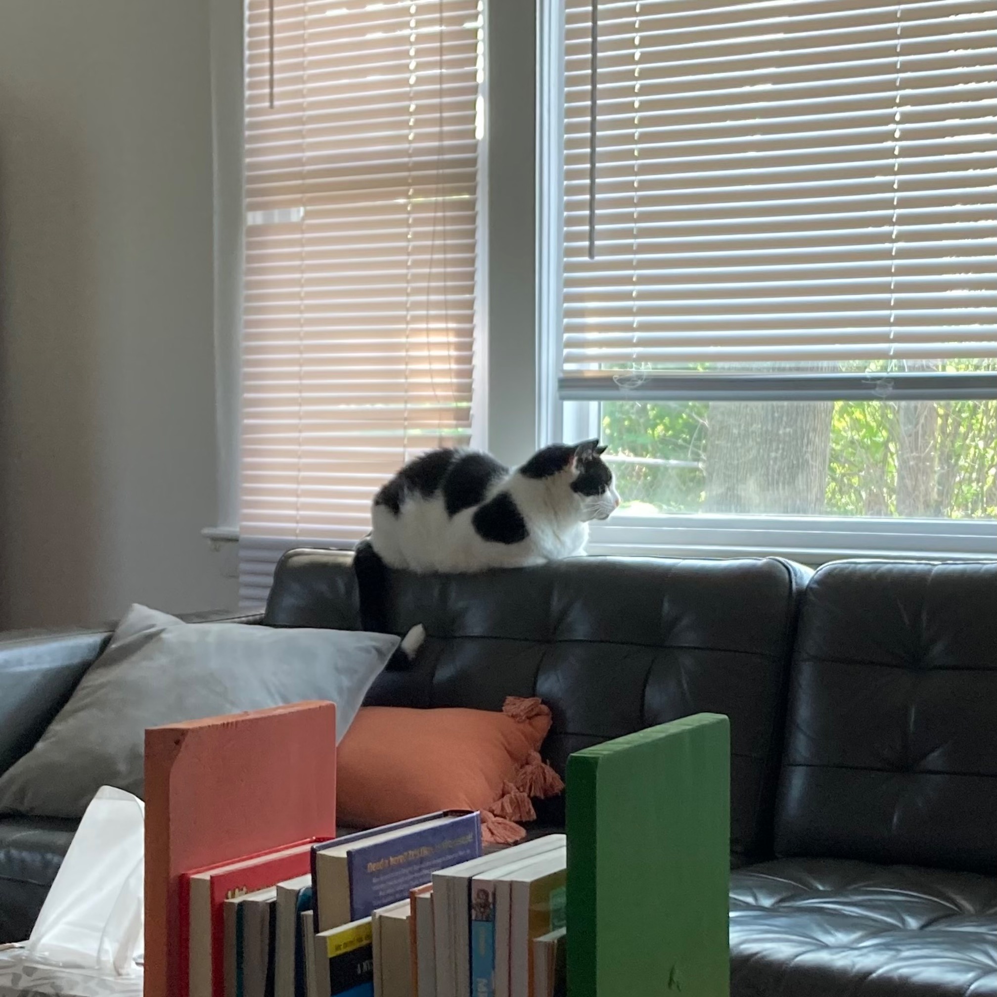 The classic Bonus Cat shoulder almost-triangle. 