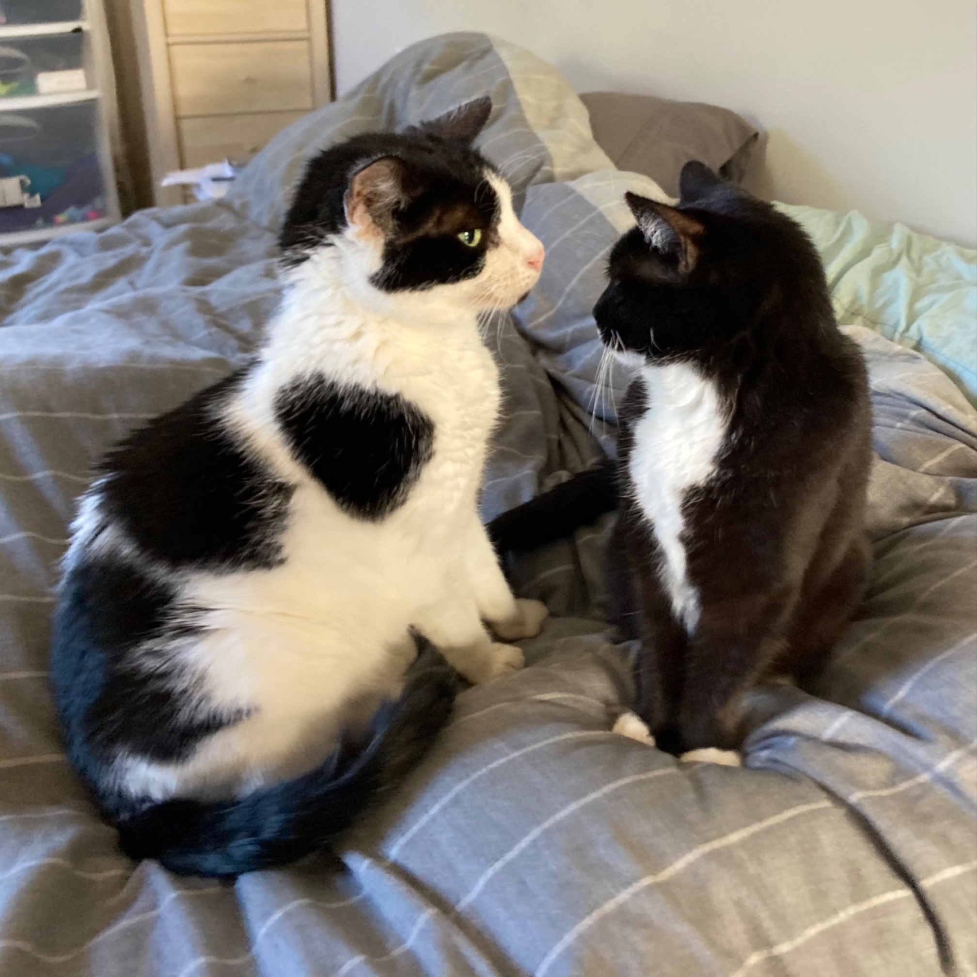 Bonus Cat and Dr. Wily sitting close to each other