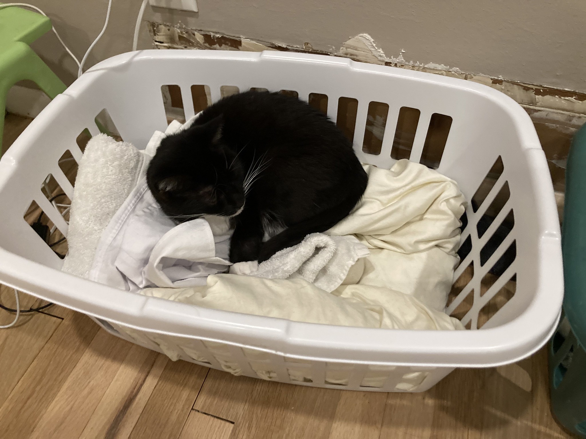 Cat in laundry basket