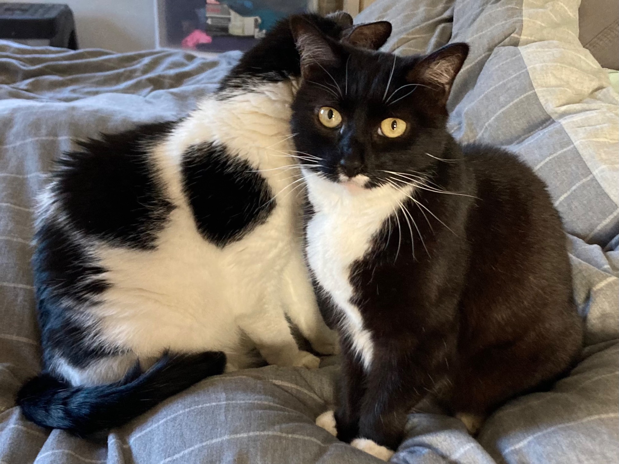 Bonus Cat and Dr. Wily sitting close to each other