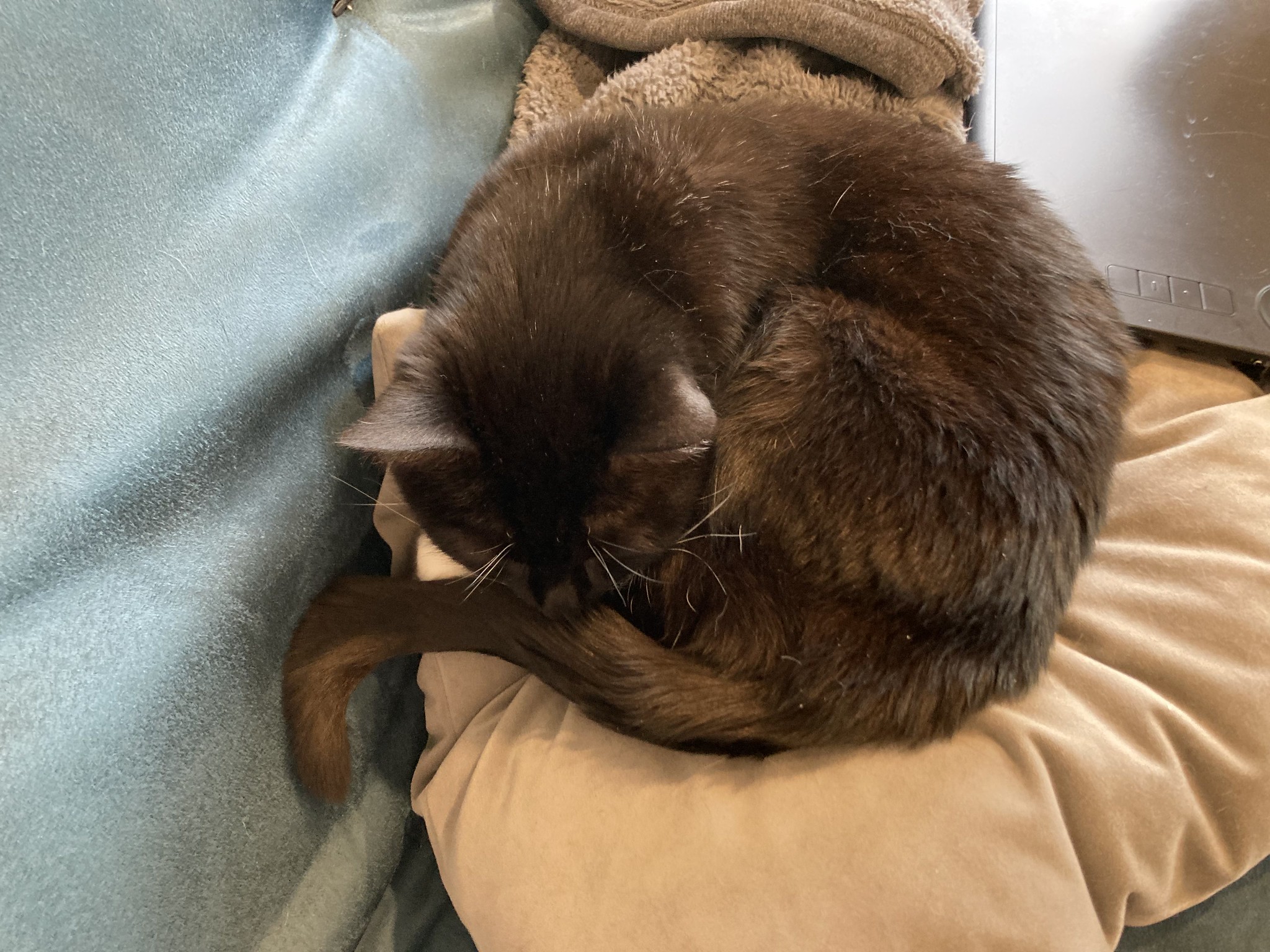 Cat on pillow with tail bent against futon