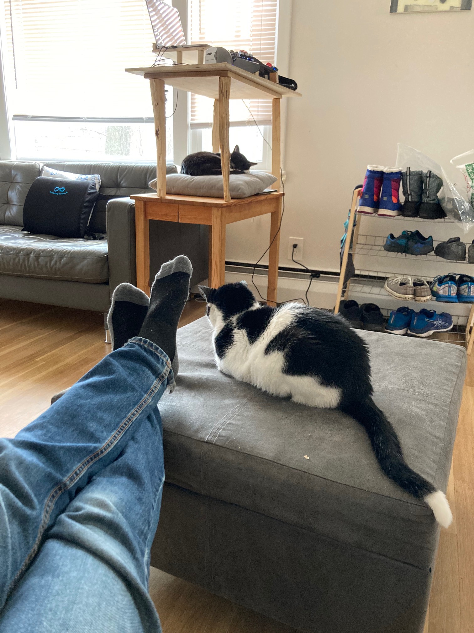 Stylish tail squiggle