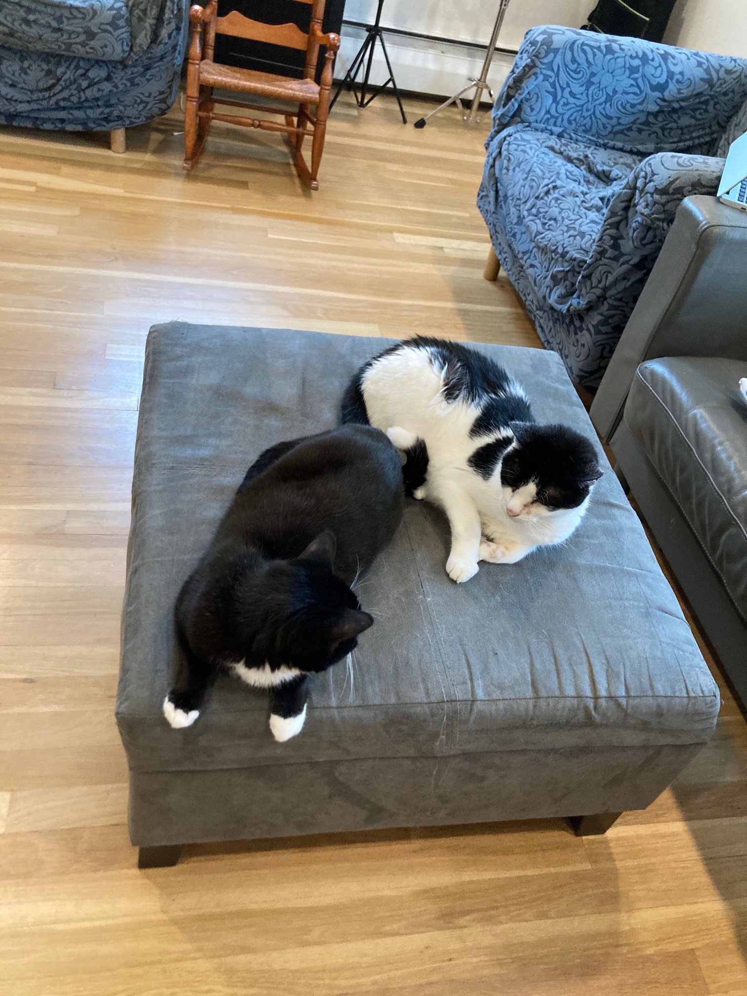 Cats looking at each other