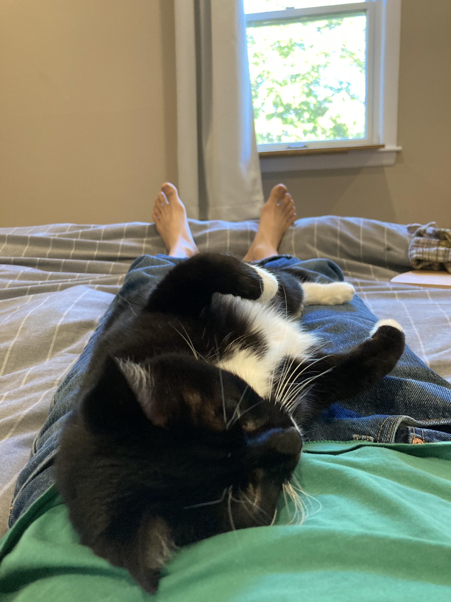Cat lying on person body
