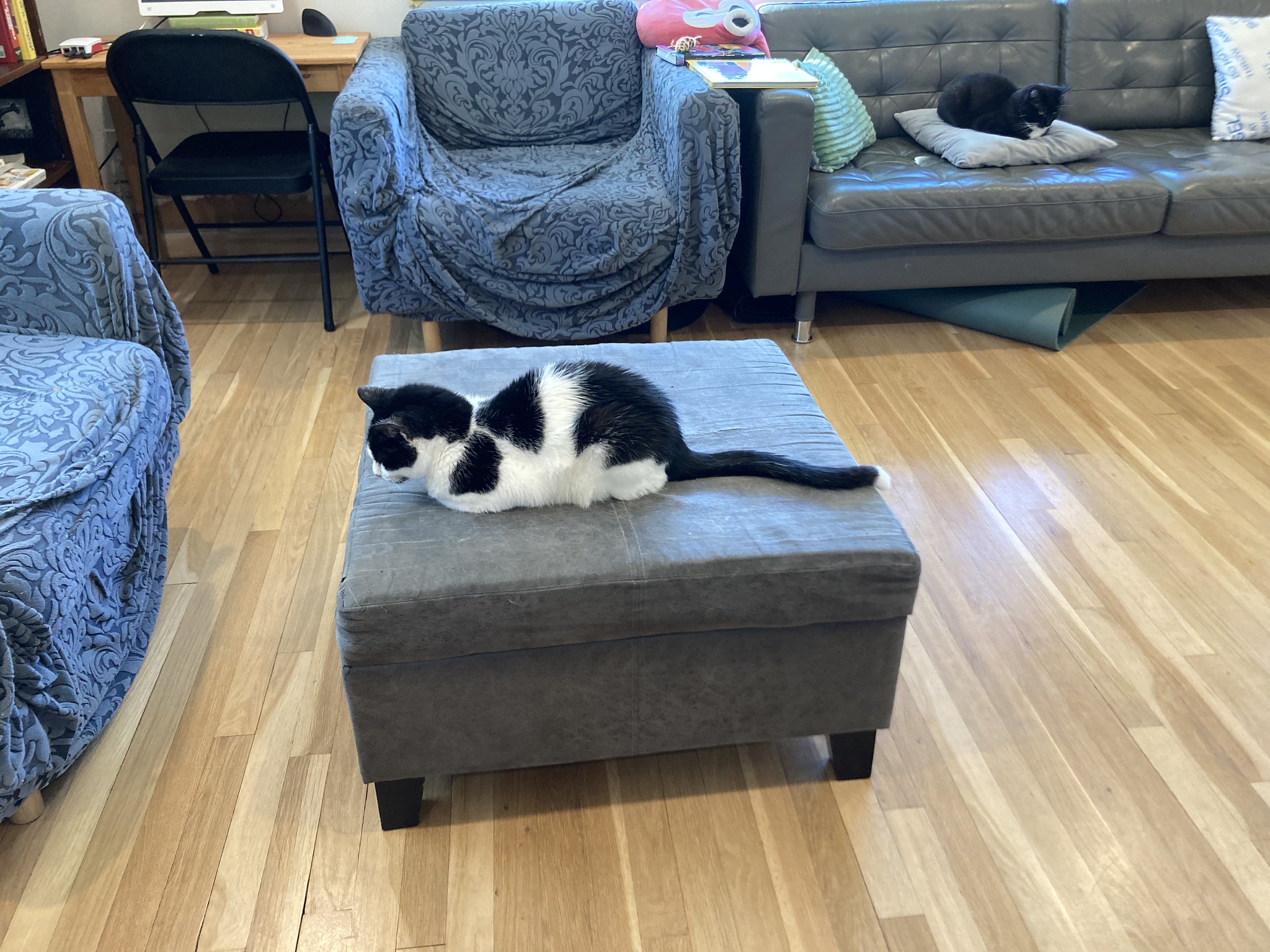 Cat on ottoman with tail outstretched