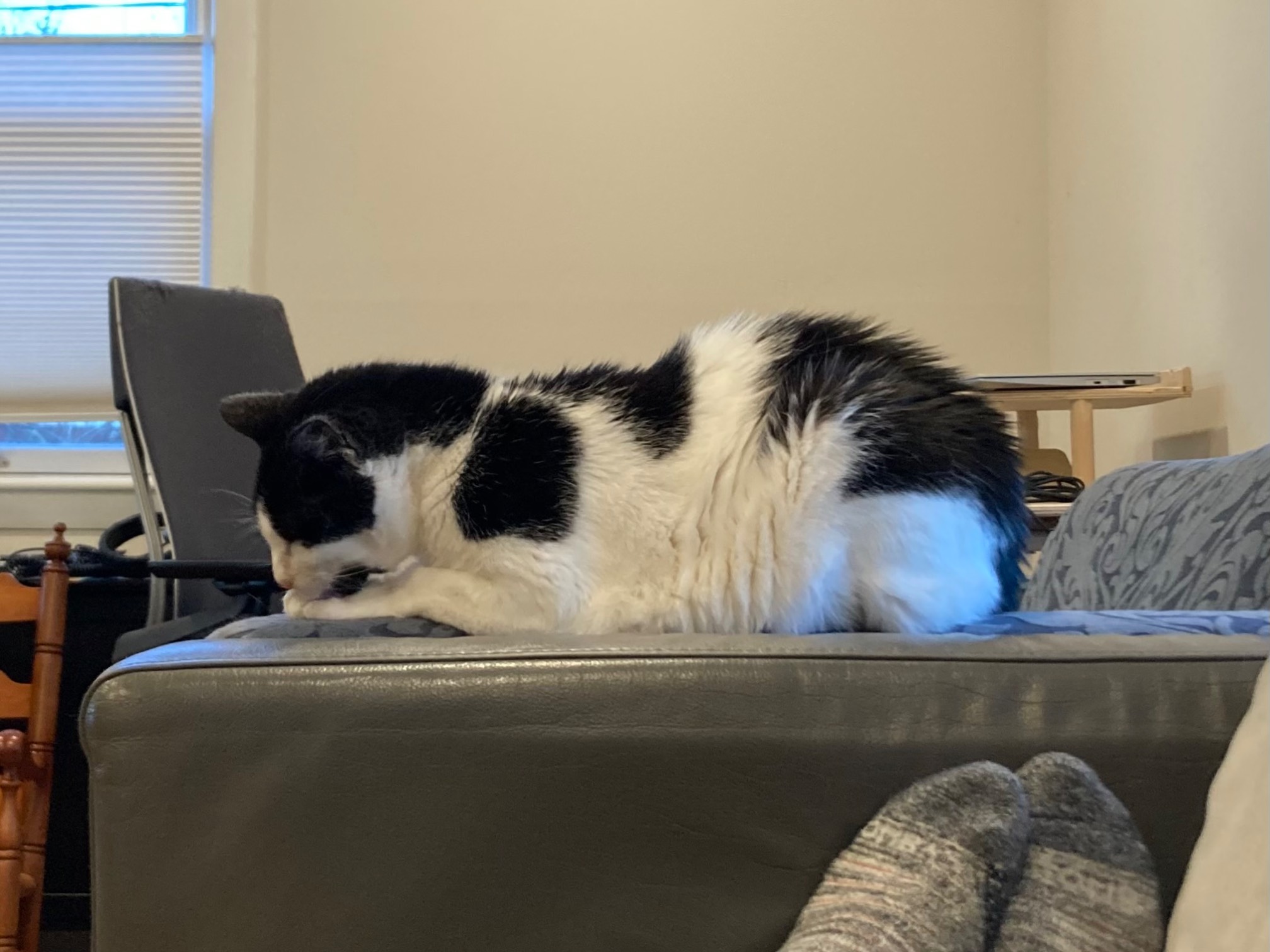 Bonus Cat cleaning his paw