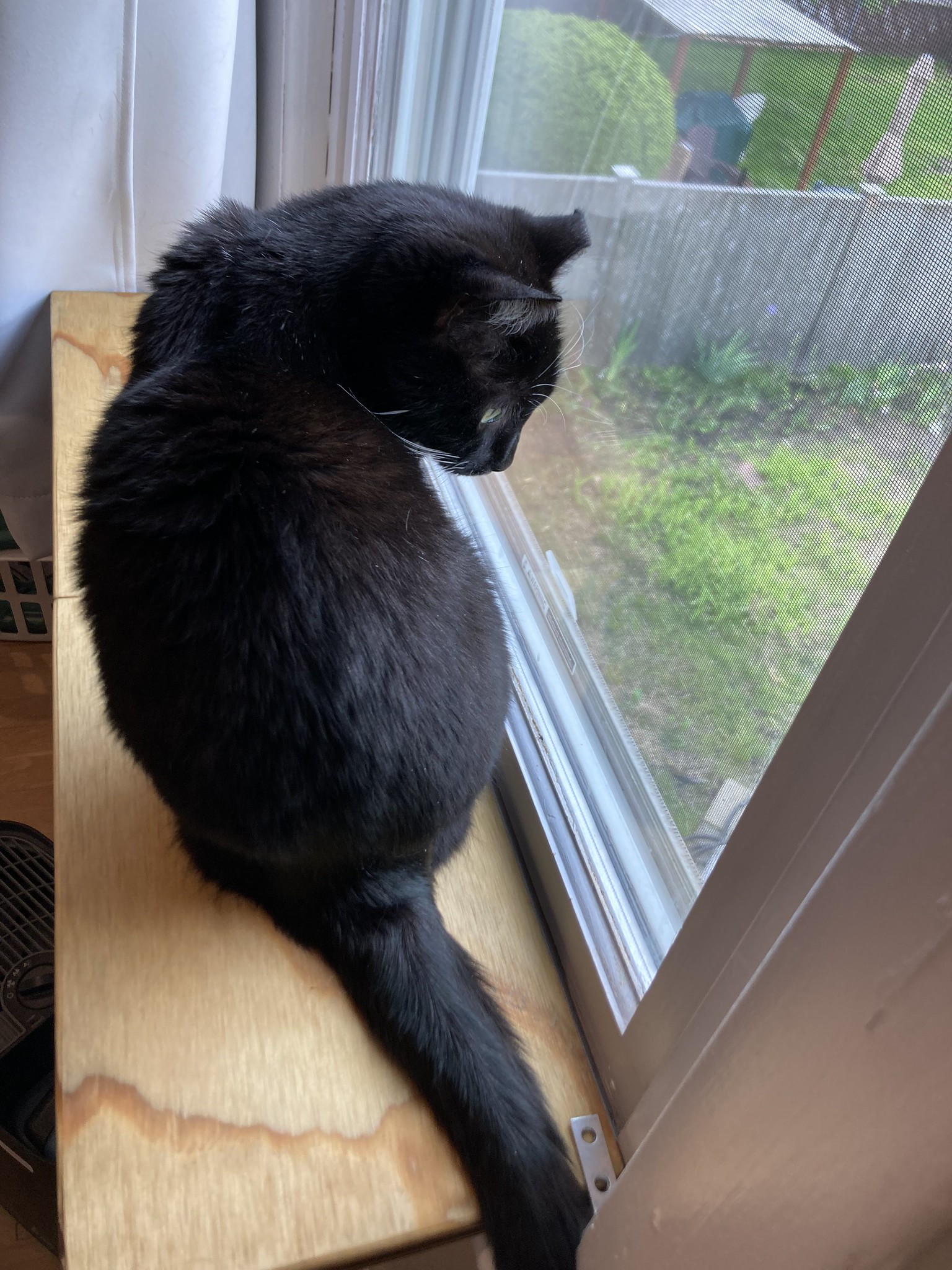 Cat with ear bent on window