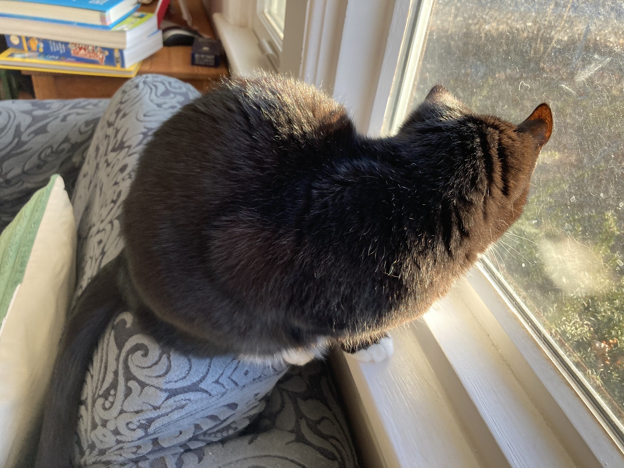 Cat with ear on window