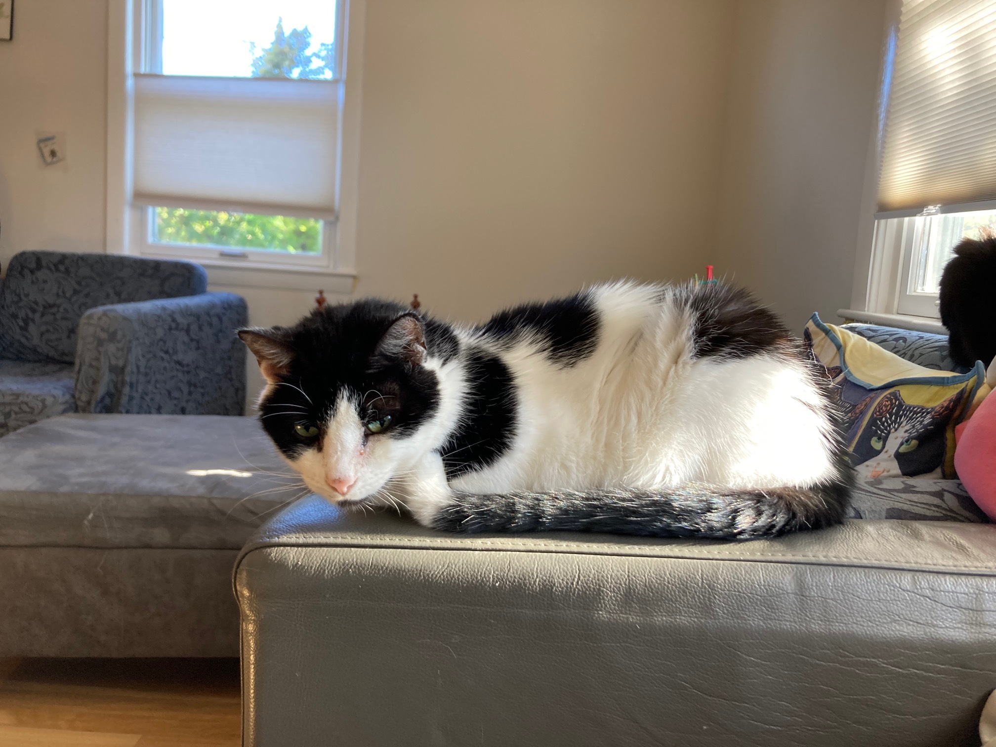 Bonus Cat with very end of tail bent up