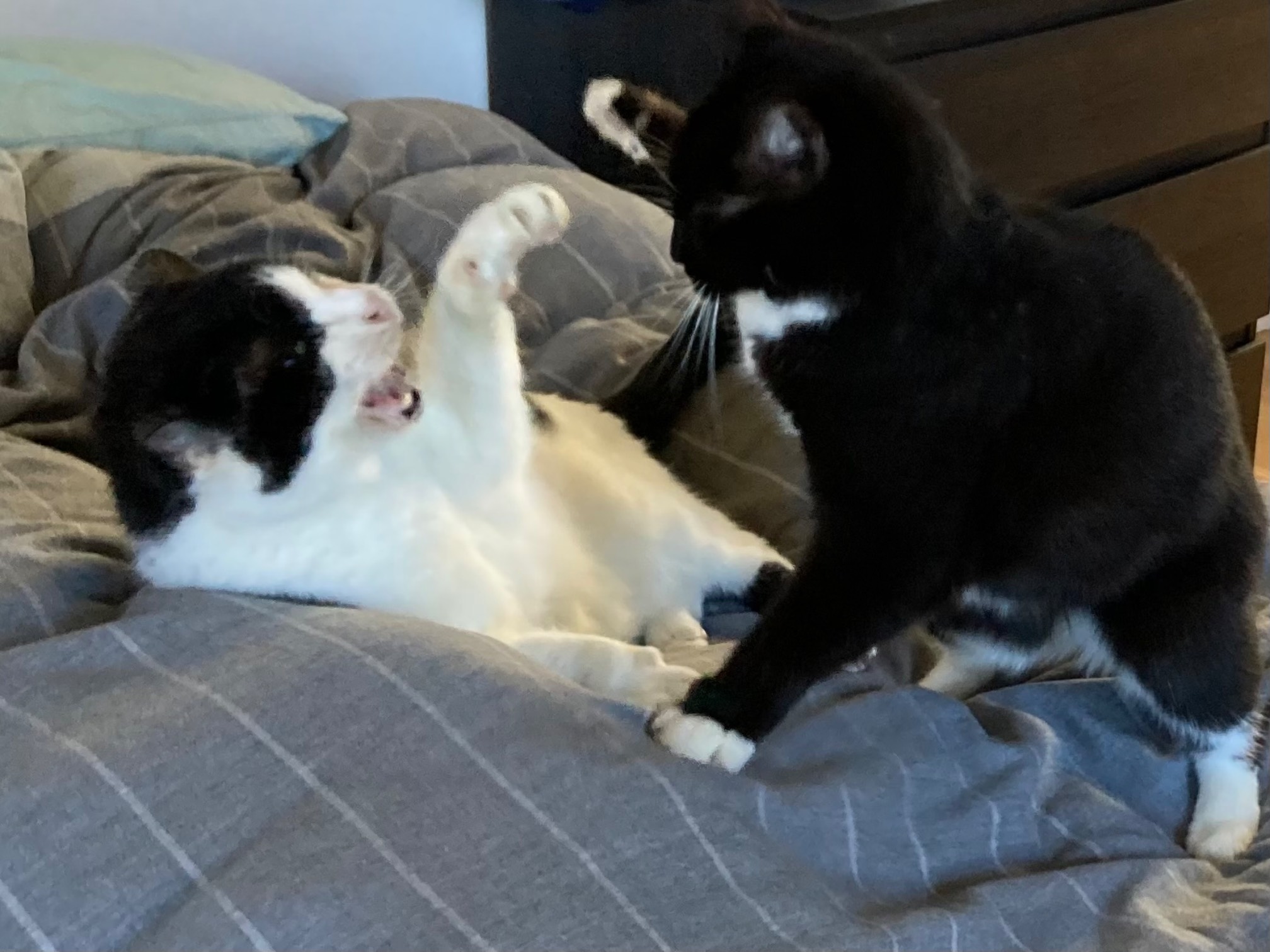 Bonus Cat and Dr. Wily swiping at each other
