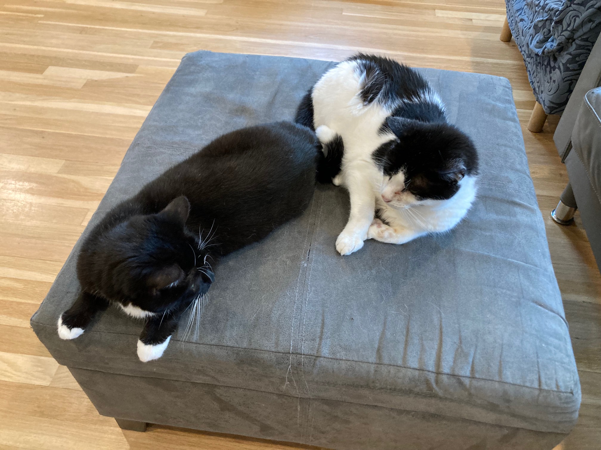 Cats looking at each other
