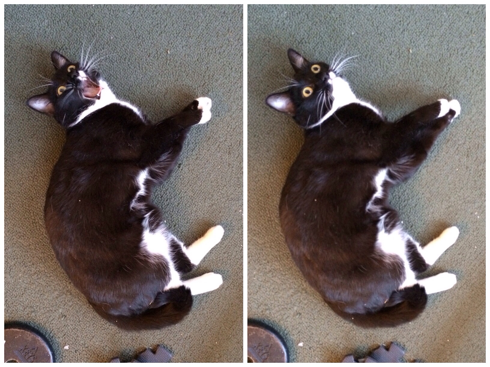 Cat lying on carpet, yelling