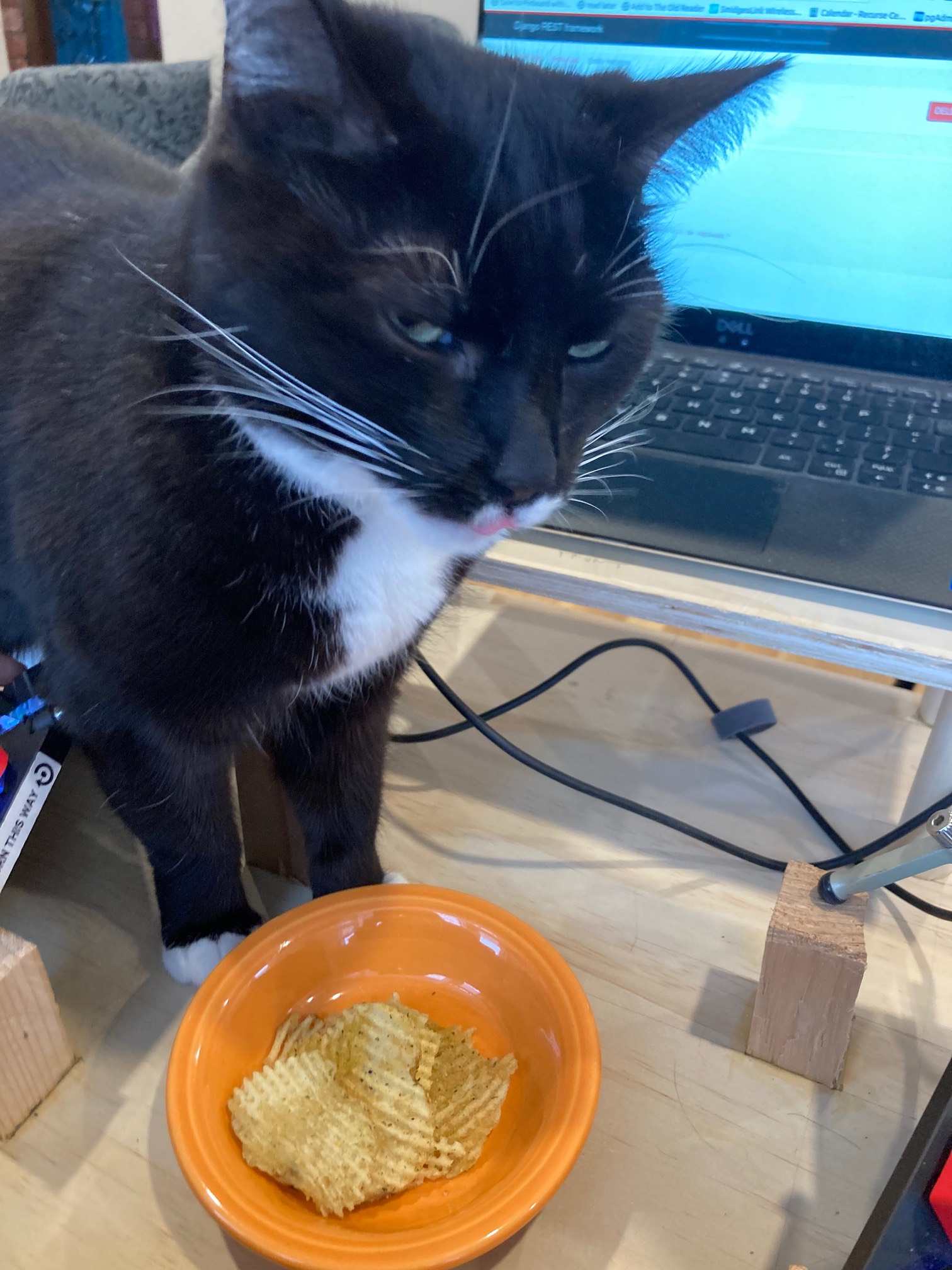 Wily decided to lick a ghost pepper potato chip.