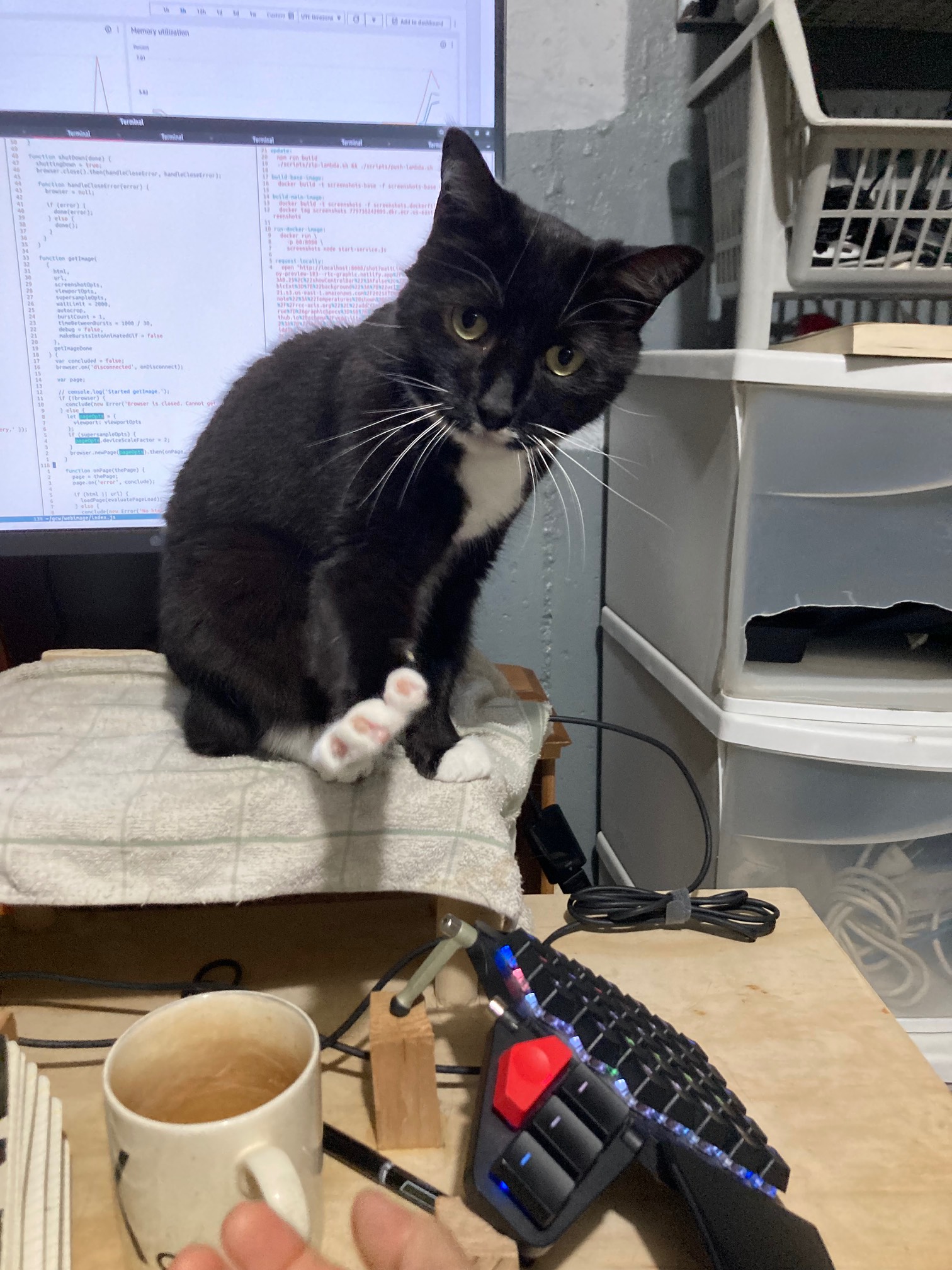 Cat in front of monitor reaching forward 