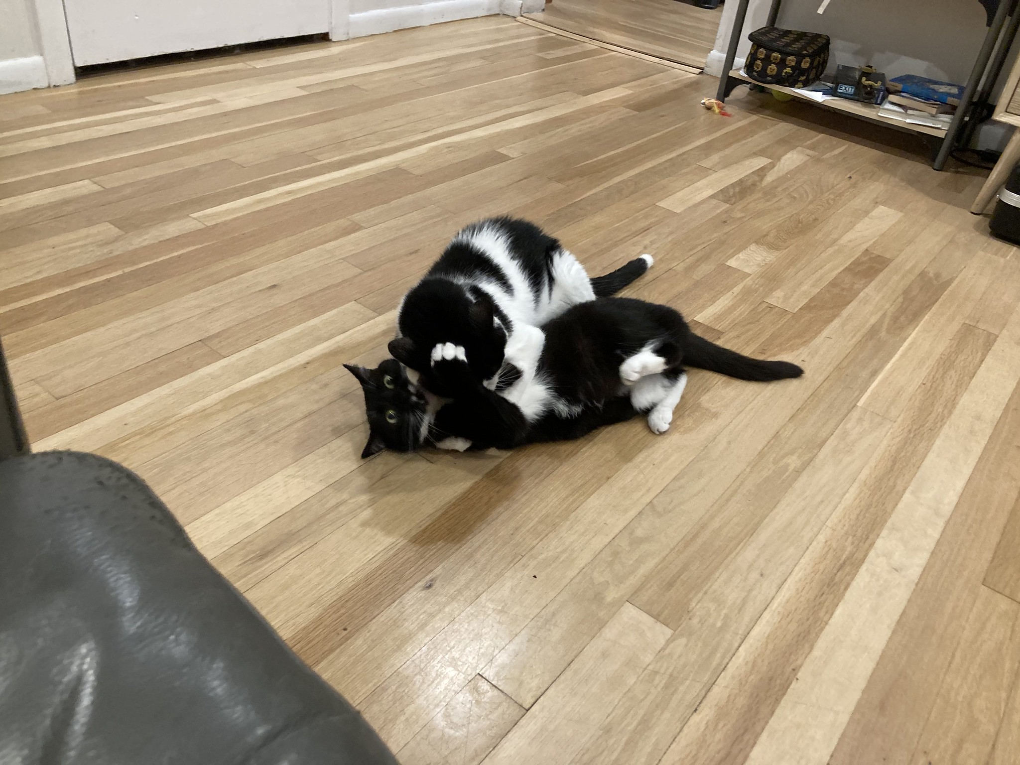 Cat pinning another cat