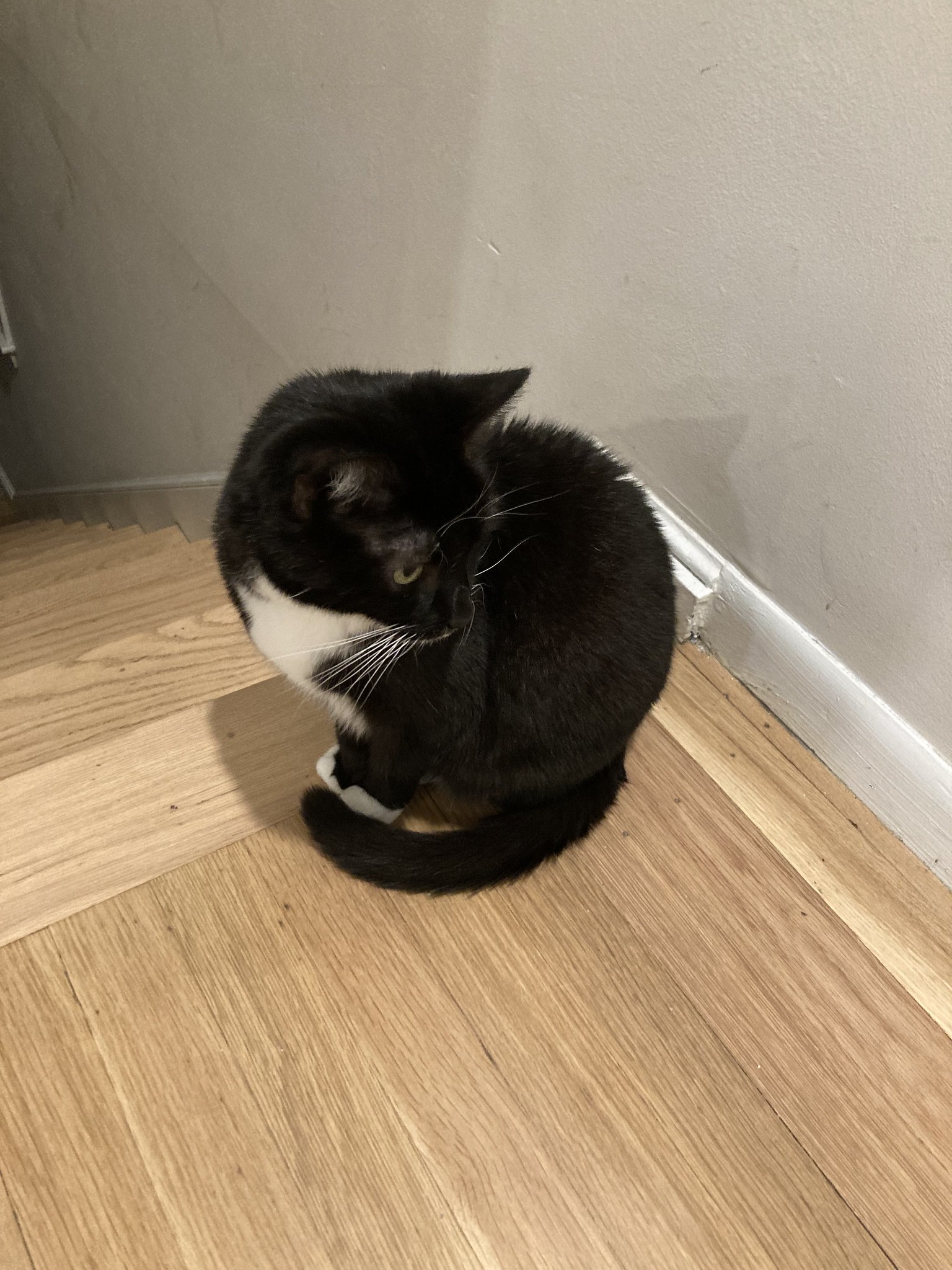 Cat with tail curled around feet