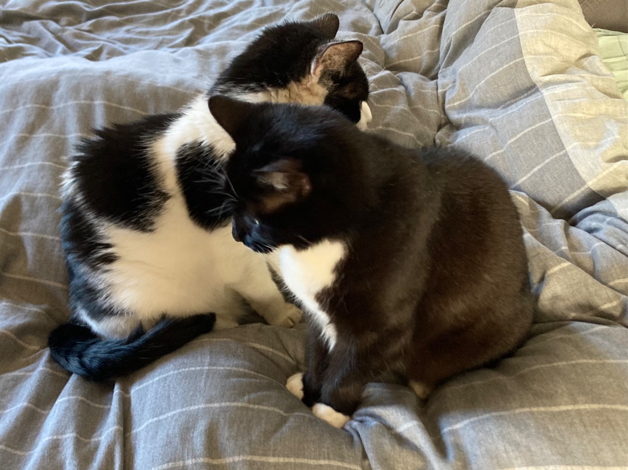 Bonus Cat and Dr. Wily sitting close to each other