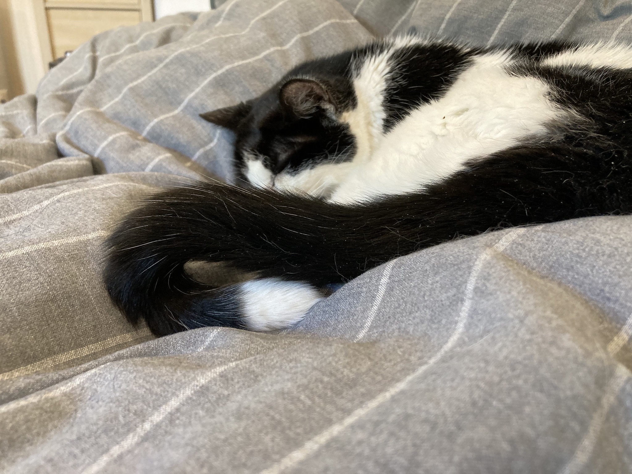 Cat with folded tail
