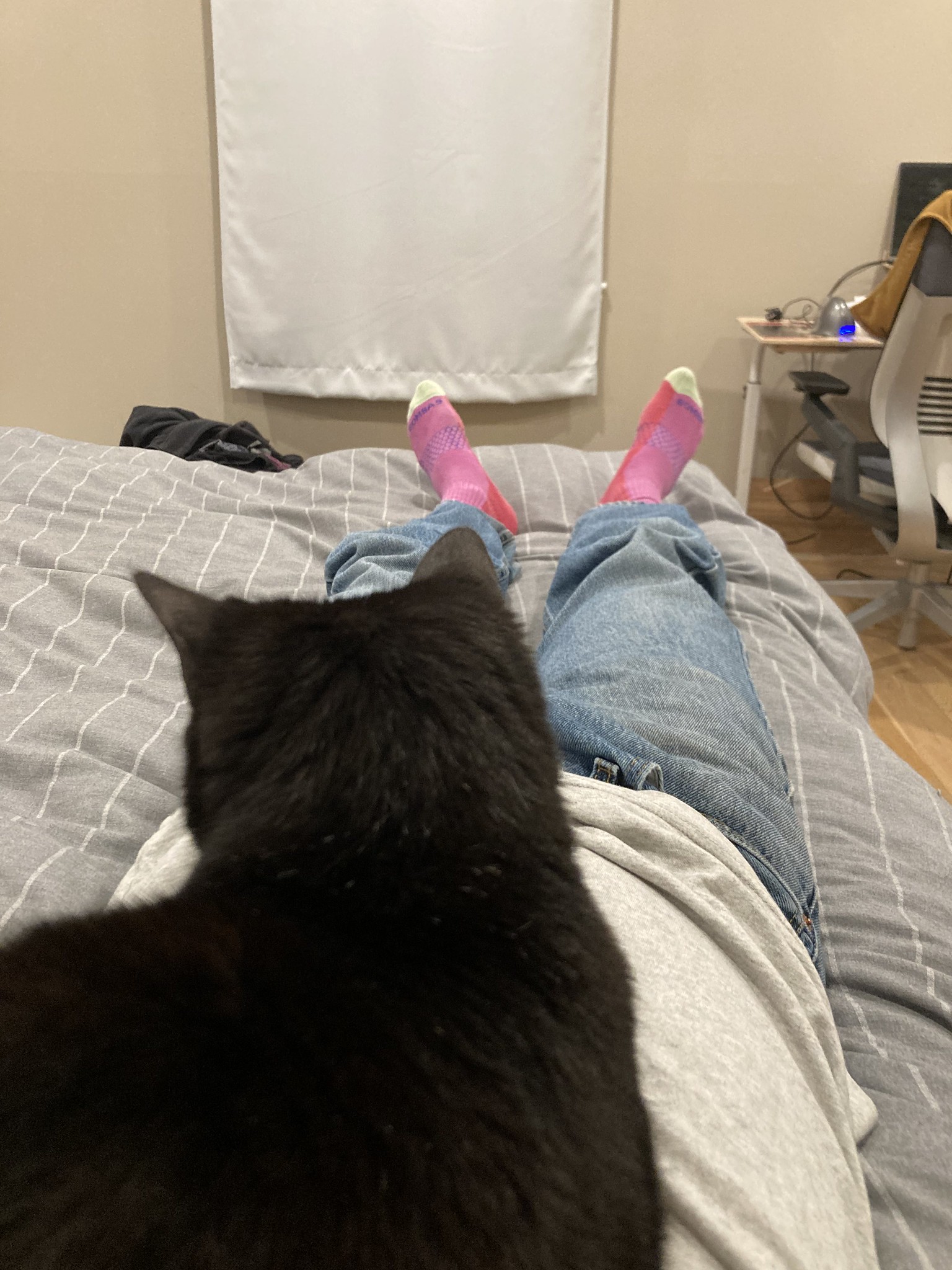 Cat on person on bed