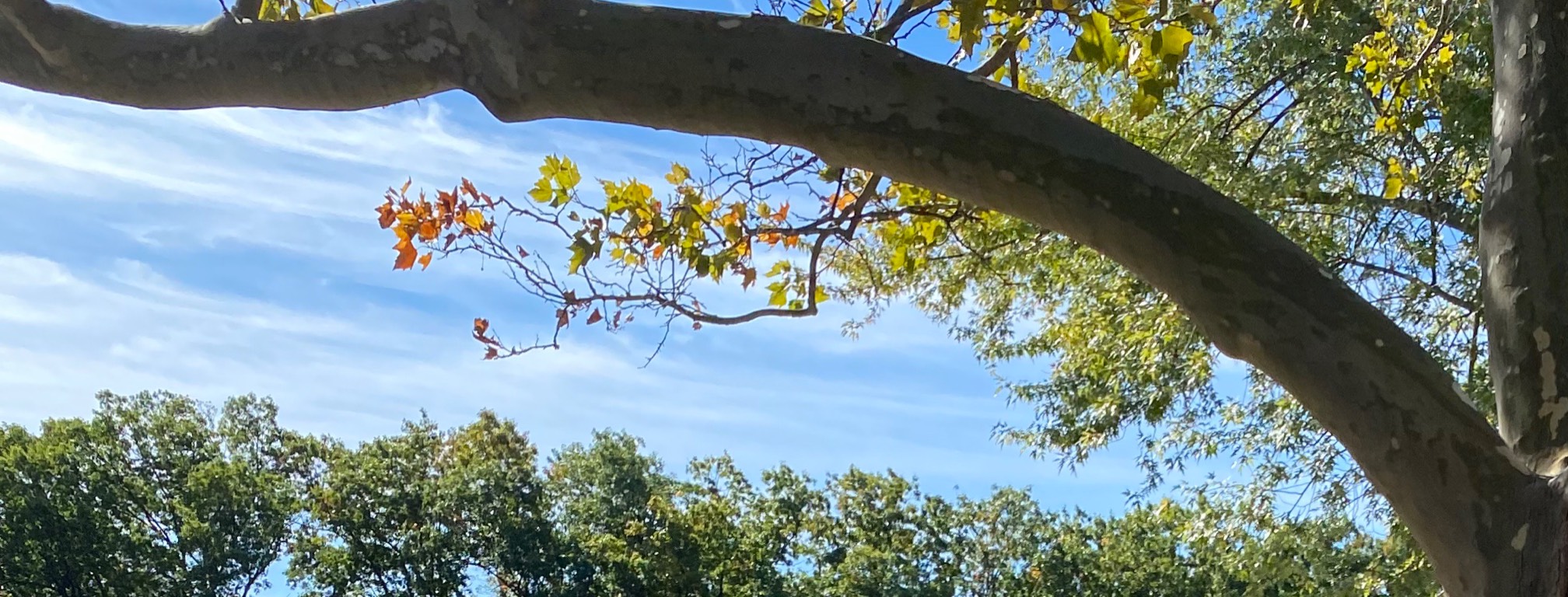 Parallel bends