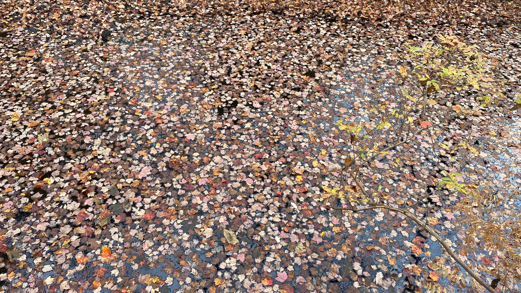 I like the pseudo-tesselation in the leaves on the Otter Slide ravine.