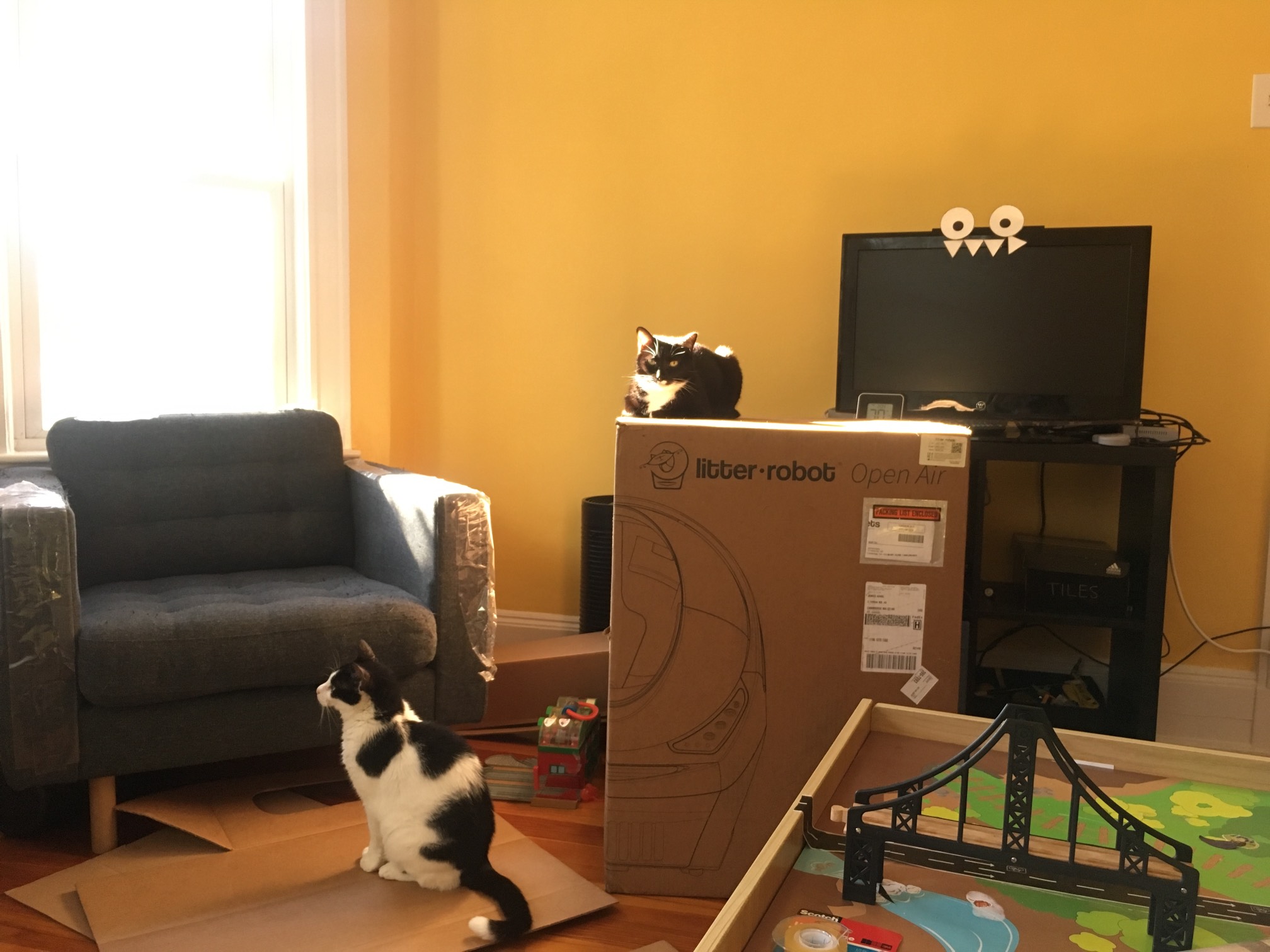 It's morning, let's sit on cardboard!