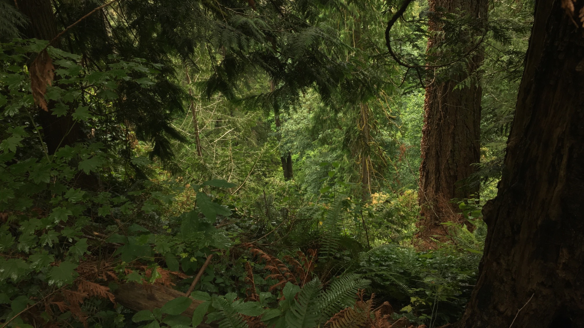 There's a lot of different kinds of things in the forest by Snoqualmie.