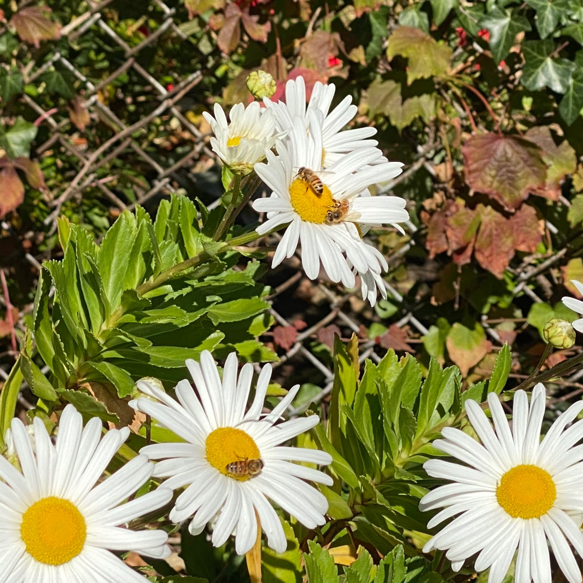 I assume these are the good bees, but I have to admit, I can’t tell the difference between them and 