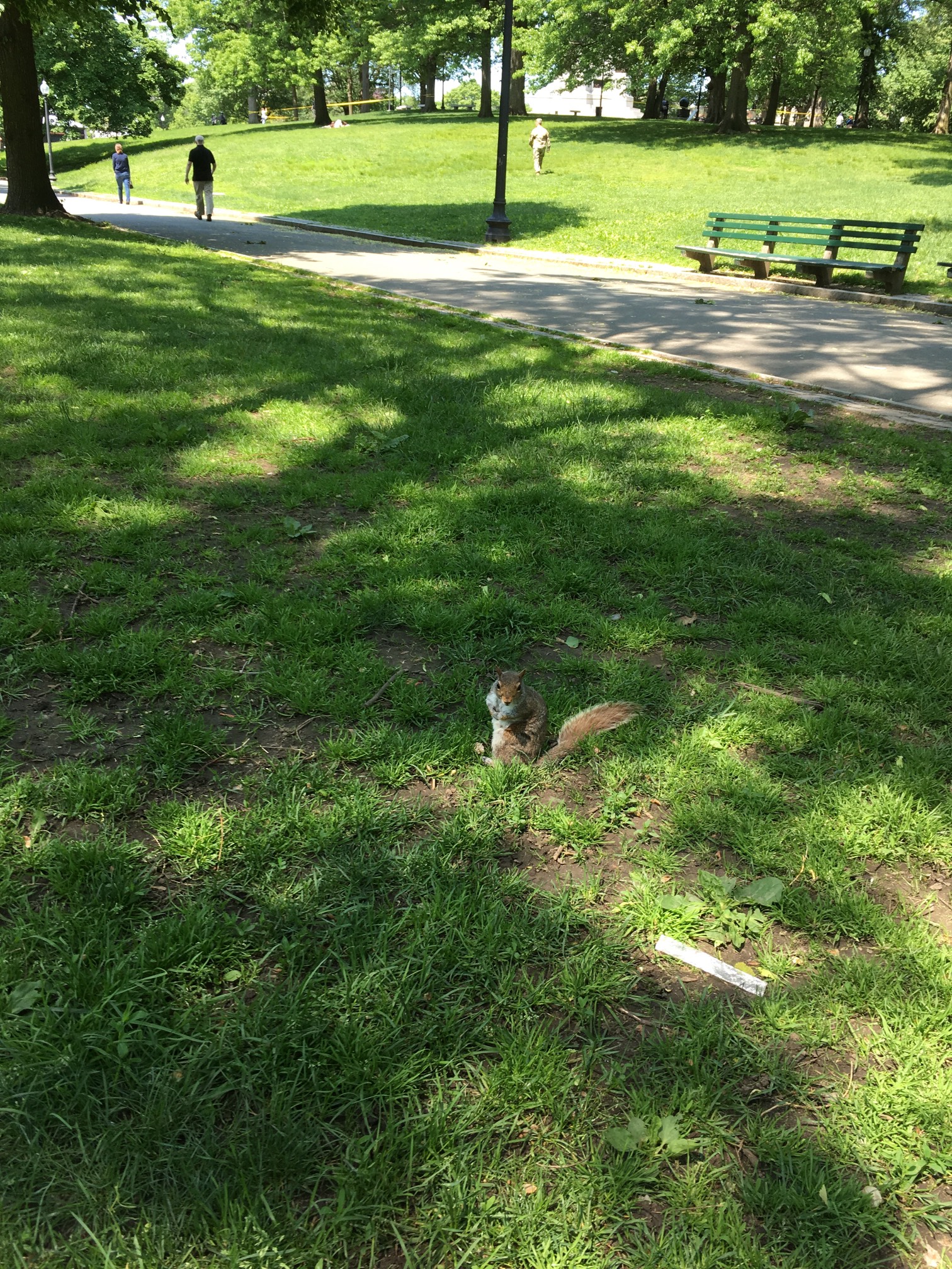 Walked around Boston Common looking for a pull-up bar. No luck. Squirrels are here, though.