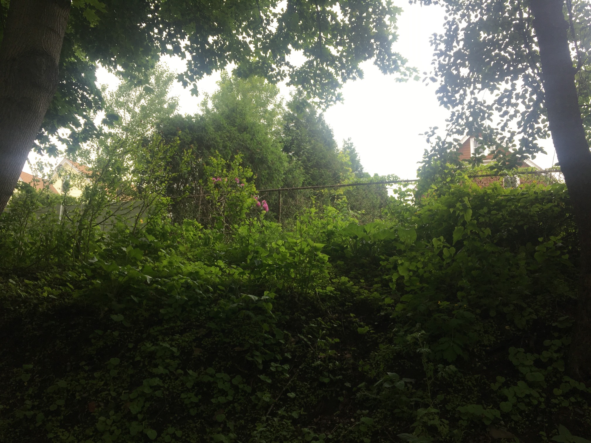 4-5-4-5-4-5. As expected, my arms are very stiff and crunchy. Nice misty lighting today, though.