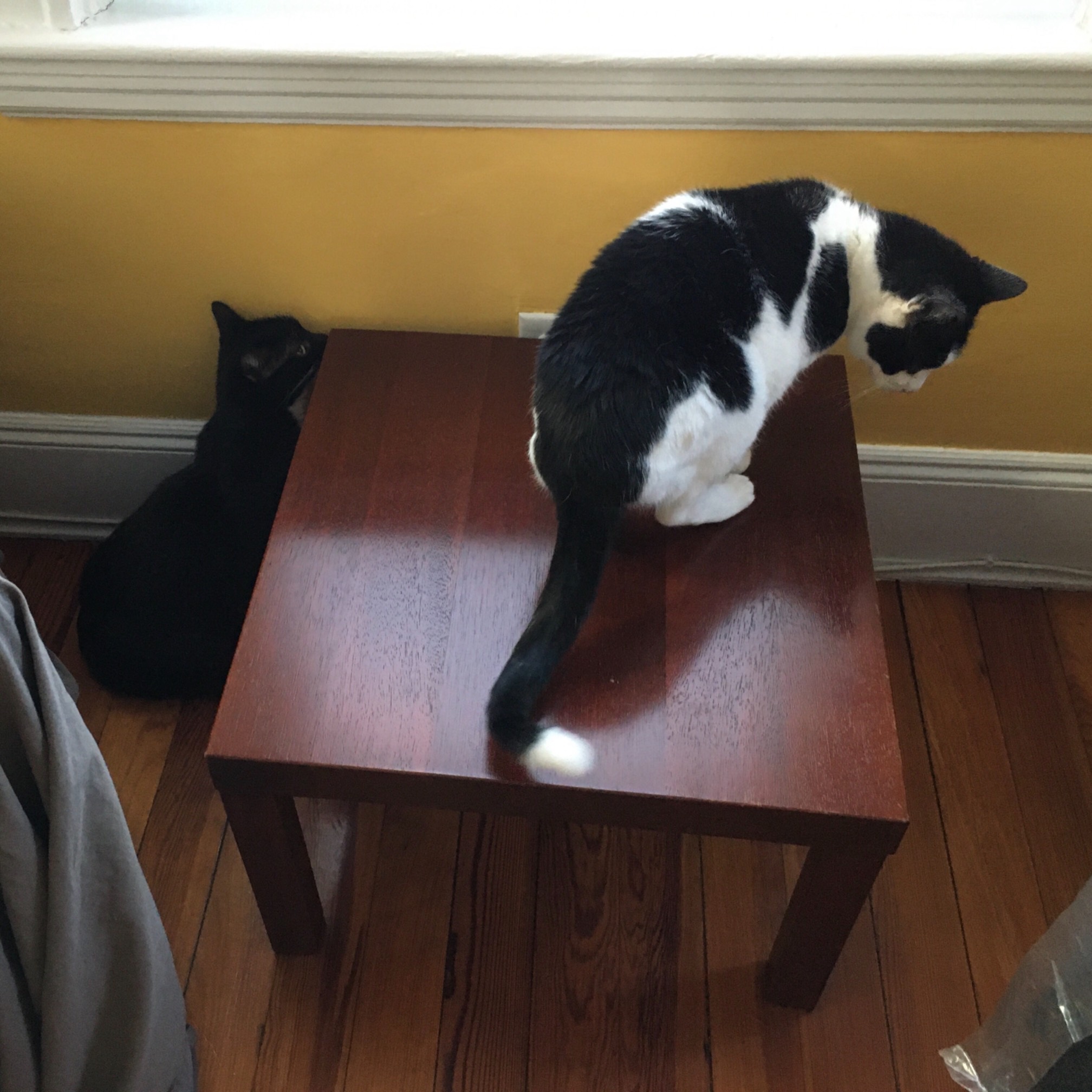 12 pull-ups, but I also carried this surprisingly heavy table for a block. It is not plywood!