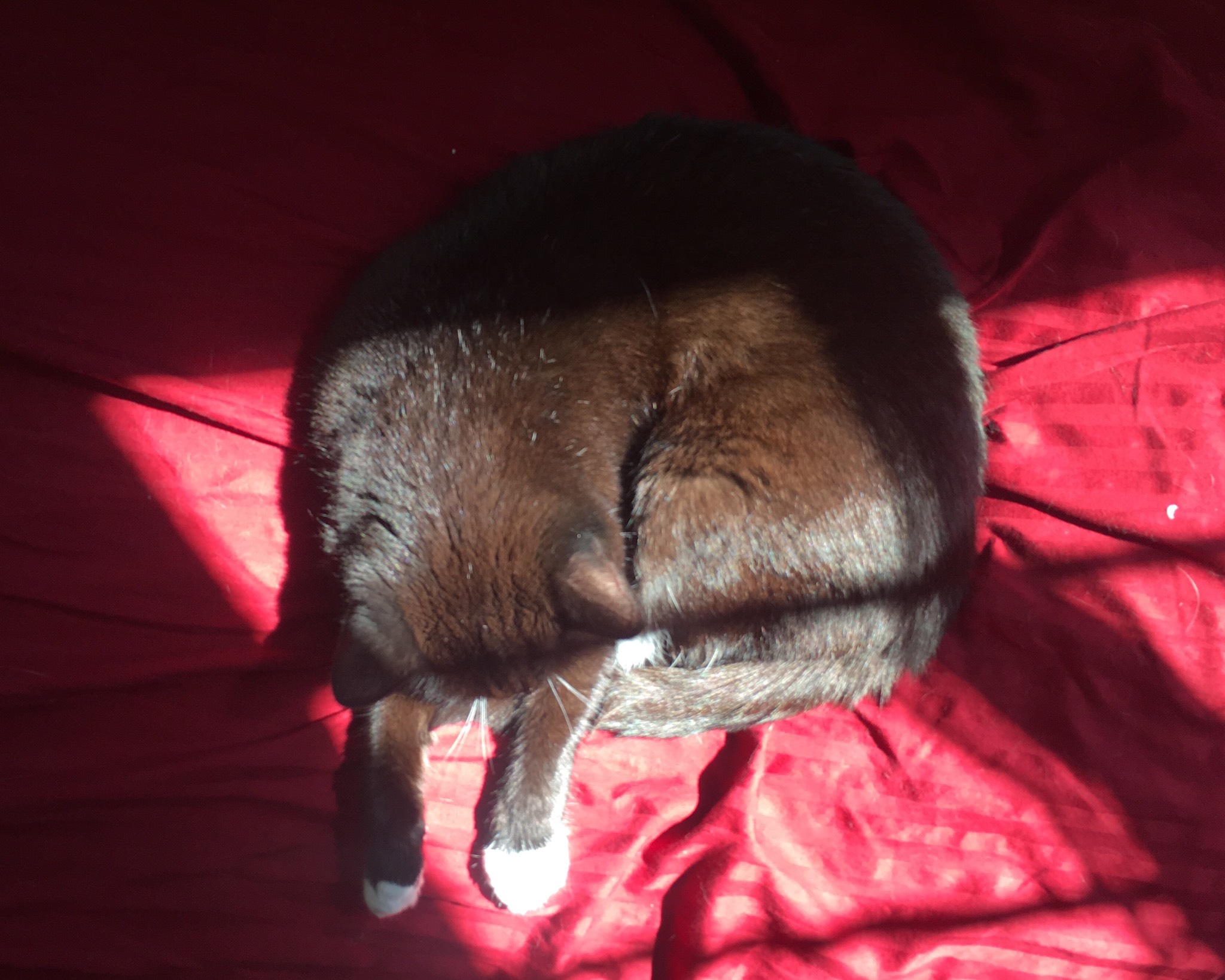 Sunny lines cat, with picture not forgotten.