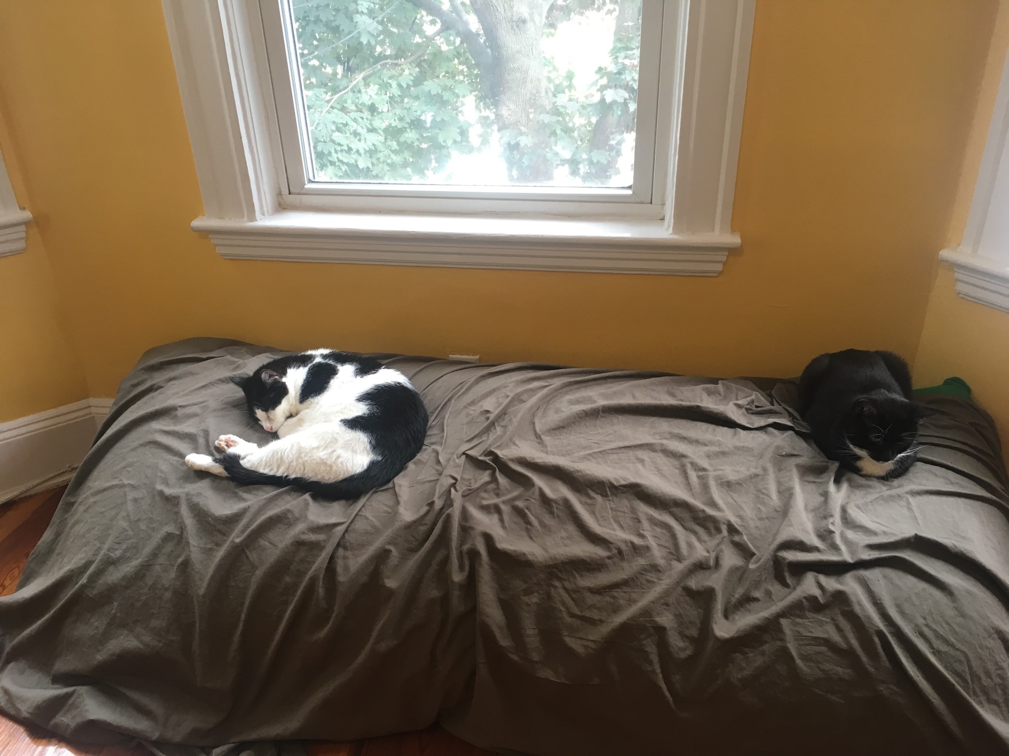 Current cat statuses