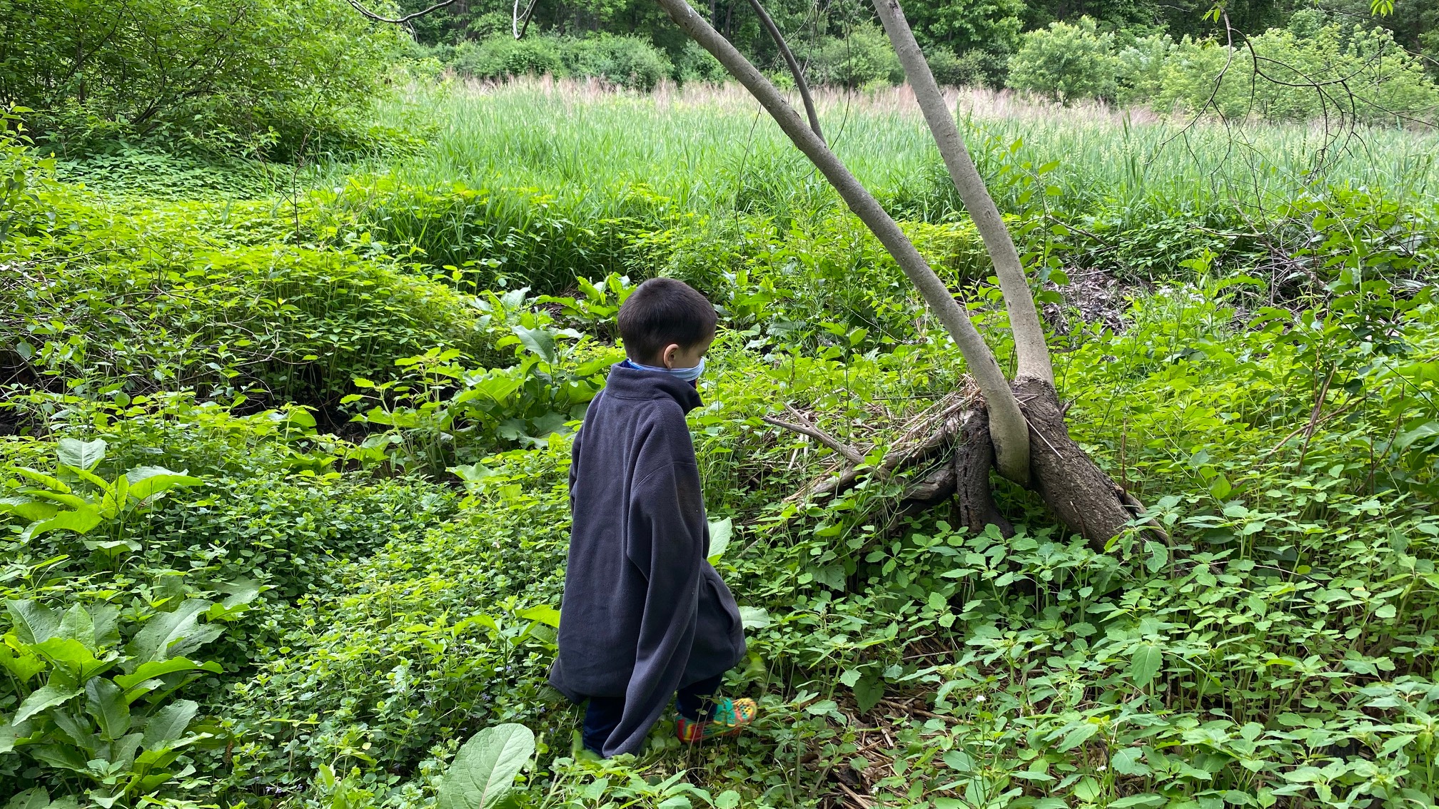 A young dracula in the meadow