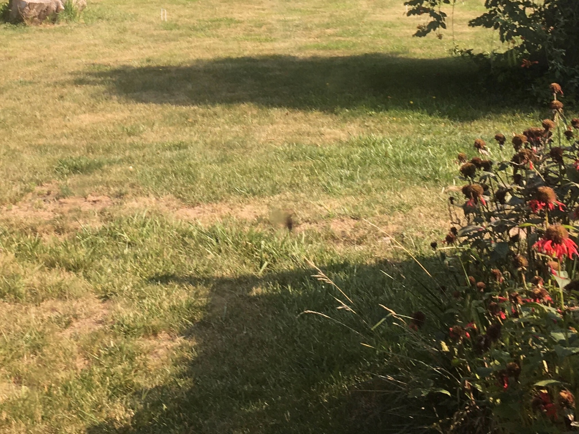 I tried to take a picture of a hummingbird.