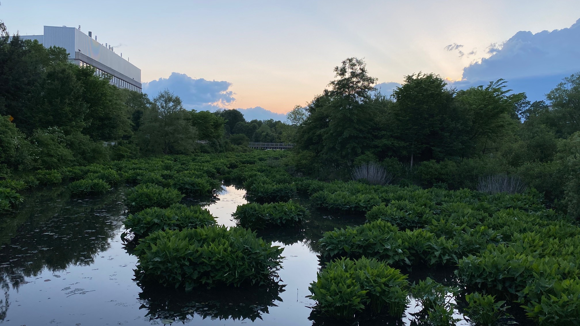 Real nice marsh evening tonight