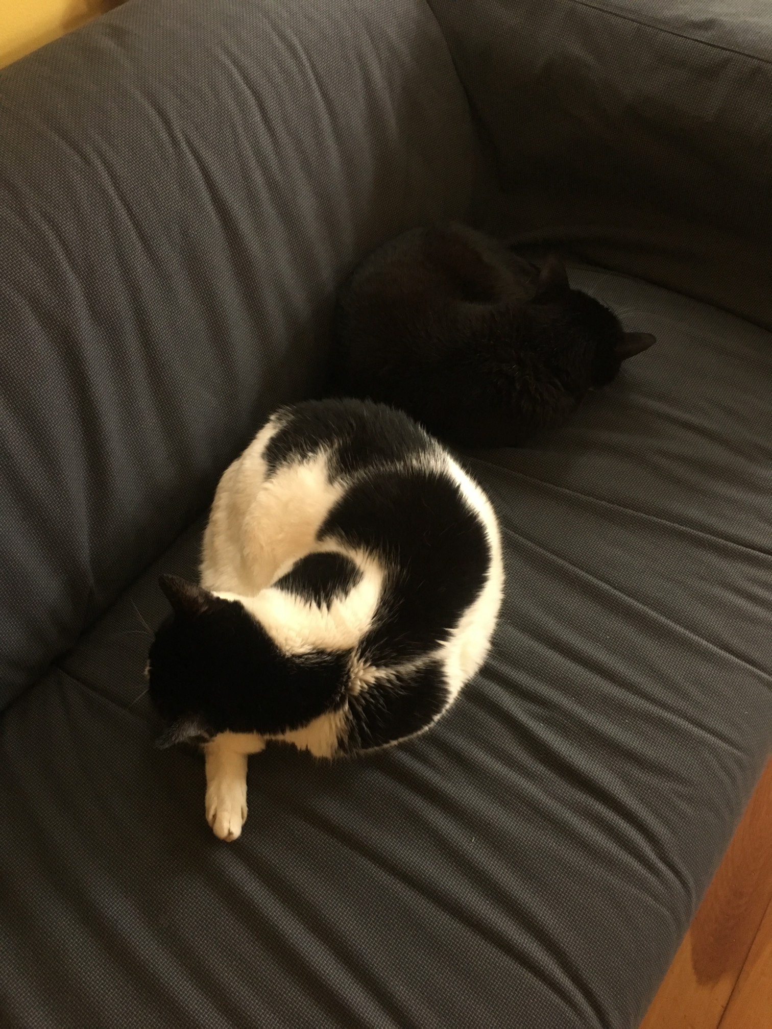 Countercurls. (I have a day off today, in case you were wondering.)