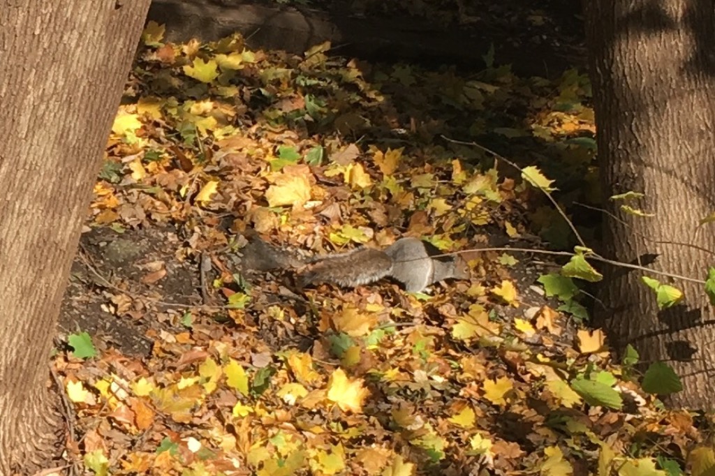 Whoops, wrong picture with that one. Here's the squirrel.
