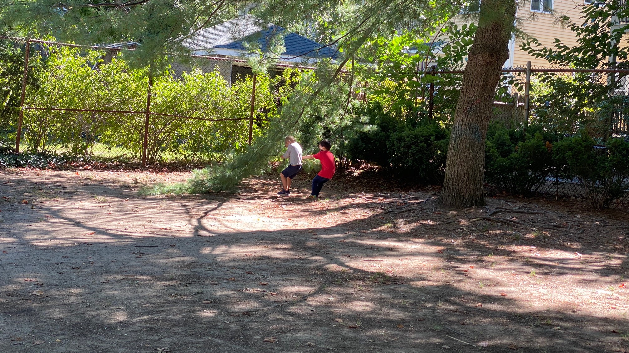 Kids love trying to destroy trees