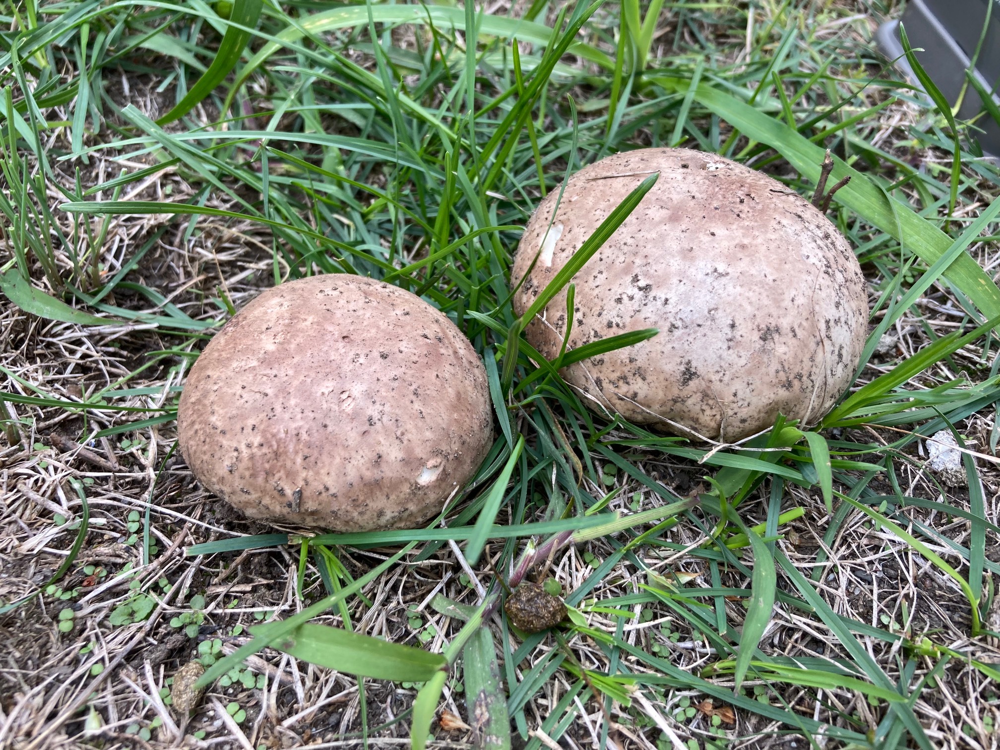 Cool mushrooms, probably poisonous, despite appearing like friendly rocks.